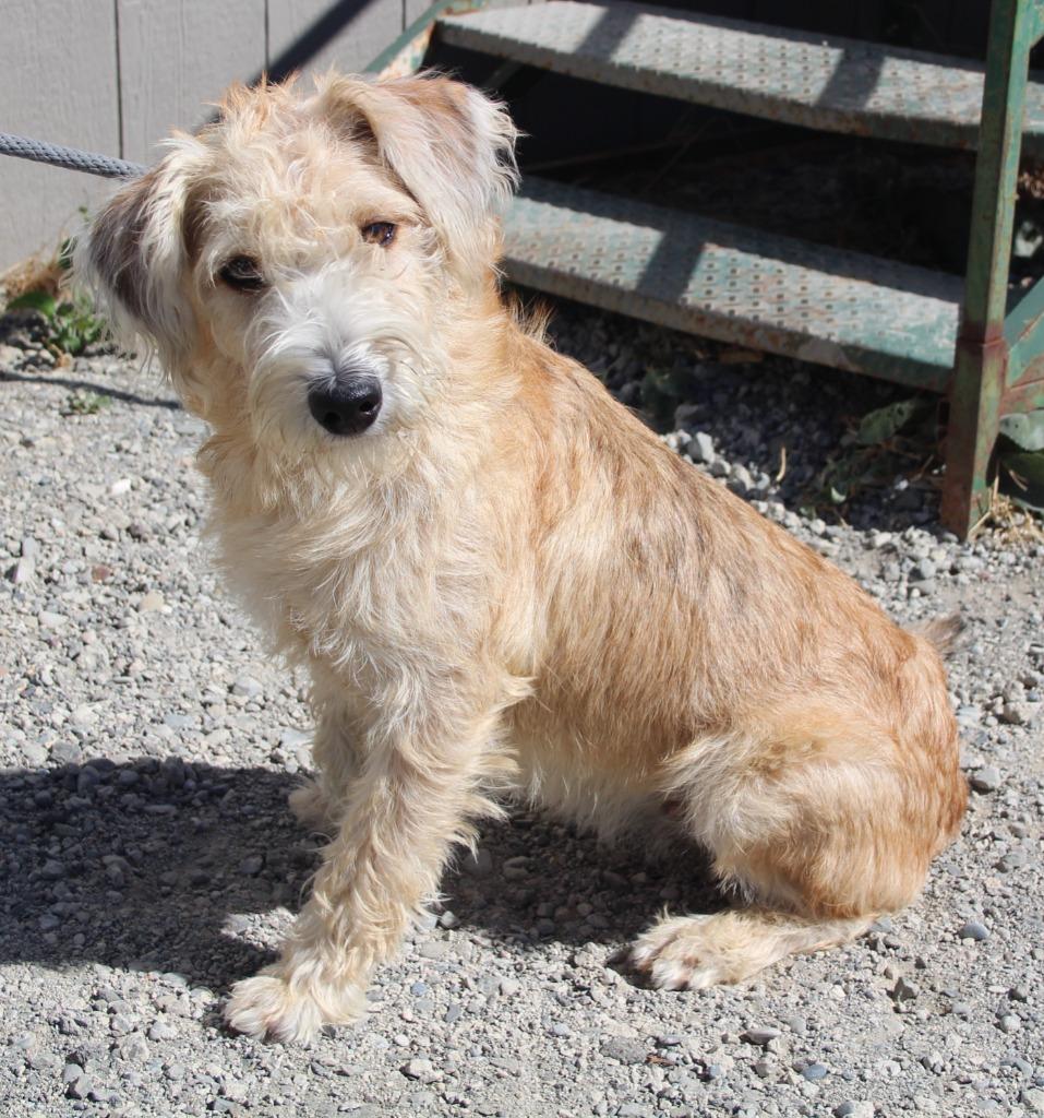 Miss Spink, Adoptable, Adult Female Terrier & Mixed Breed.