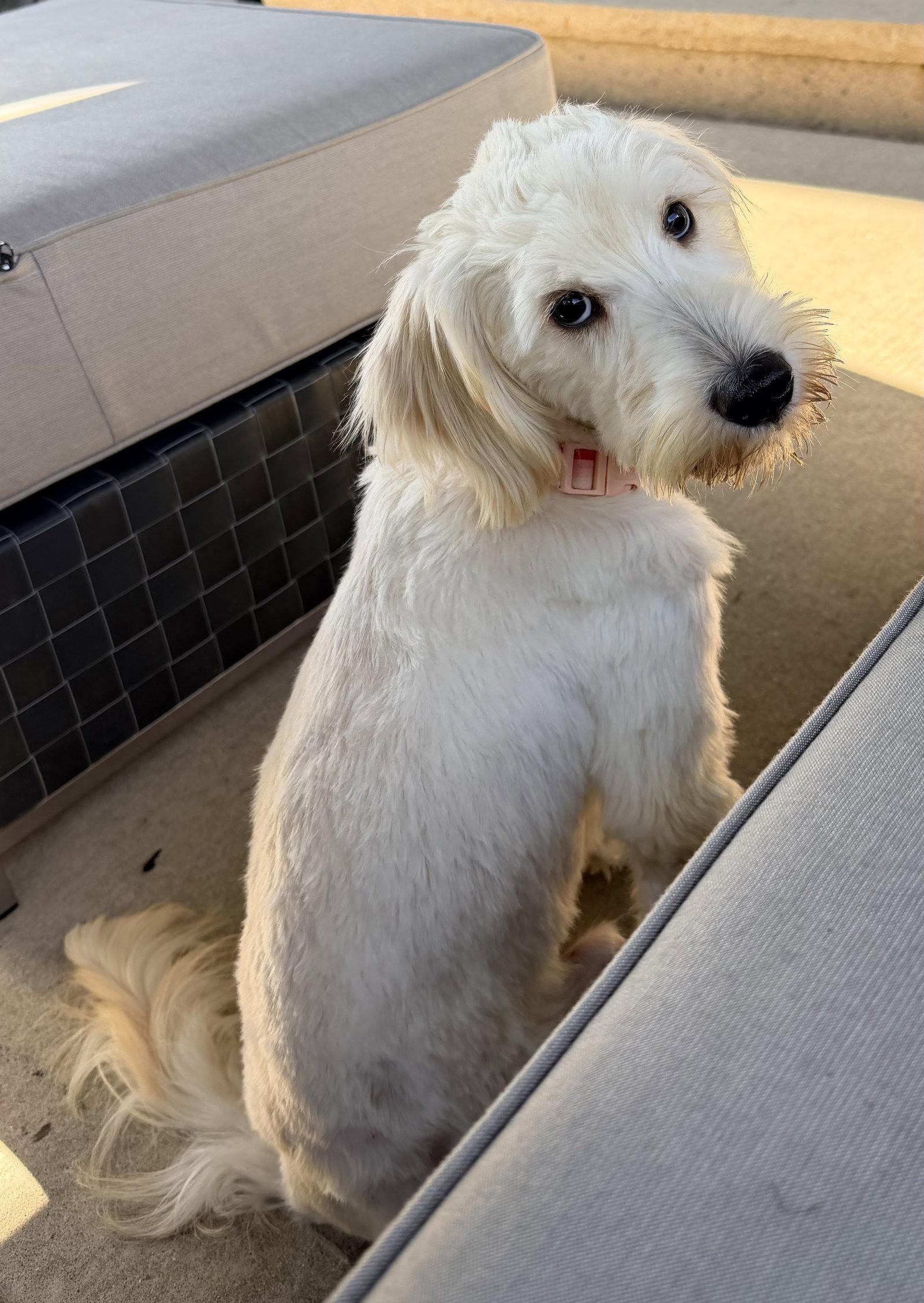 Enlarge Loki - PENDING, a Adoptable Poodle in Hillside, IL image 1/3