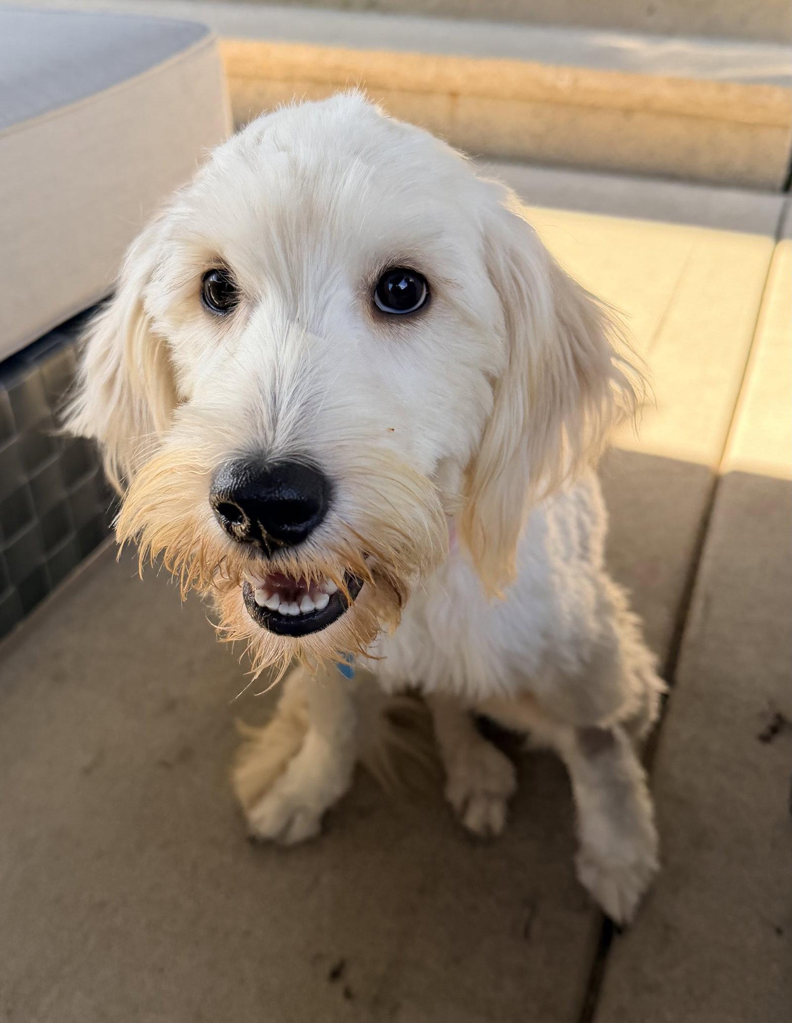 Enlarge Loki - PENDING, a Adoptable Poodle in Hillside, IL image 3/3