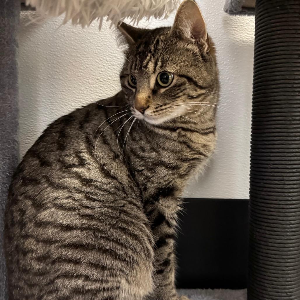 Enlarge Dale, a Adoptable Domestic Short Hair in Port Angeles, WA image 1/6