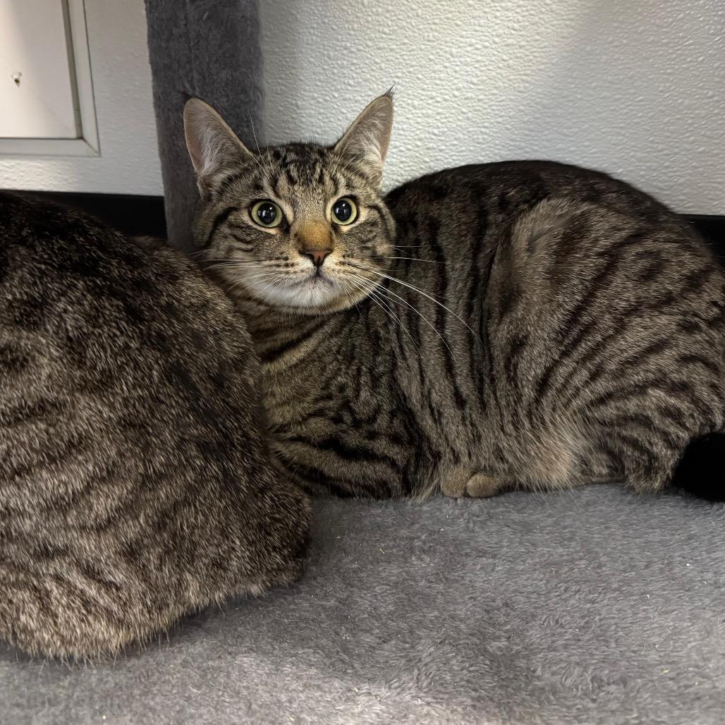 Enlarge Dale, a Adoptable Domestic Short Hair in Port Angeles, WA image 3/6