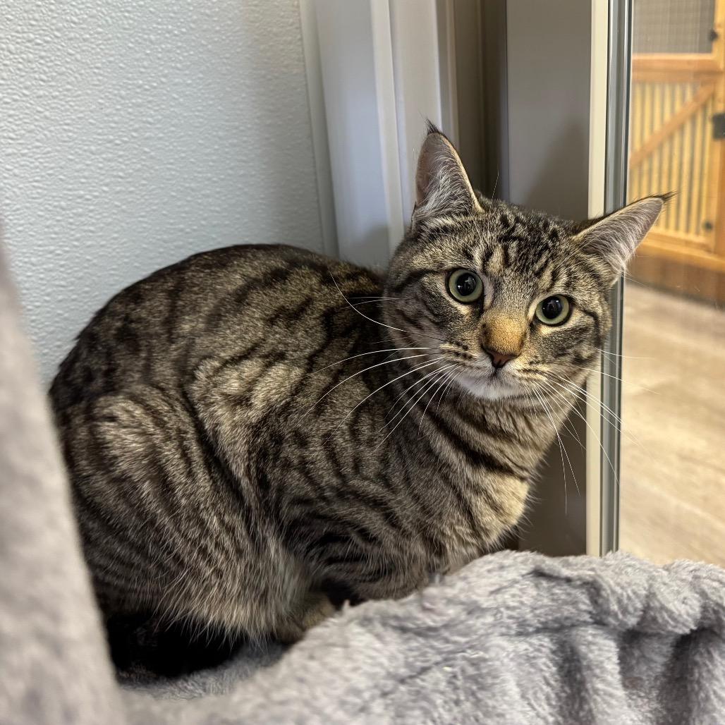 Enlarge Dale, a Adoptable Domestic Short Hair in Port Angeles, WA image 4/6