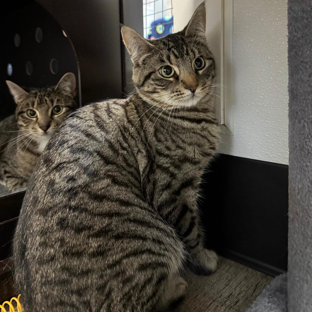 Enlarge Dale, a Adoptable Domestic Short Hair in Port Angeles, WA image 5/6