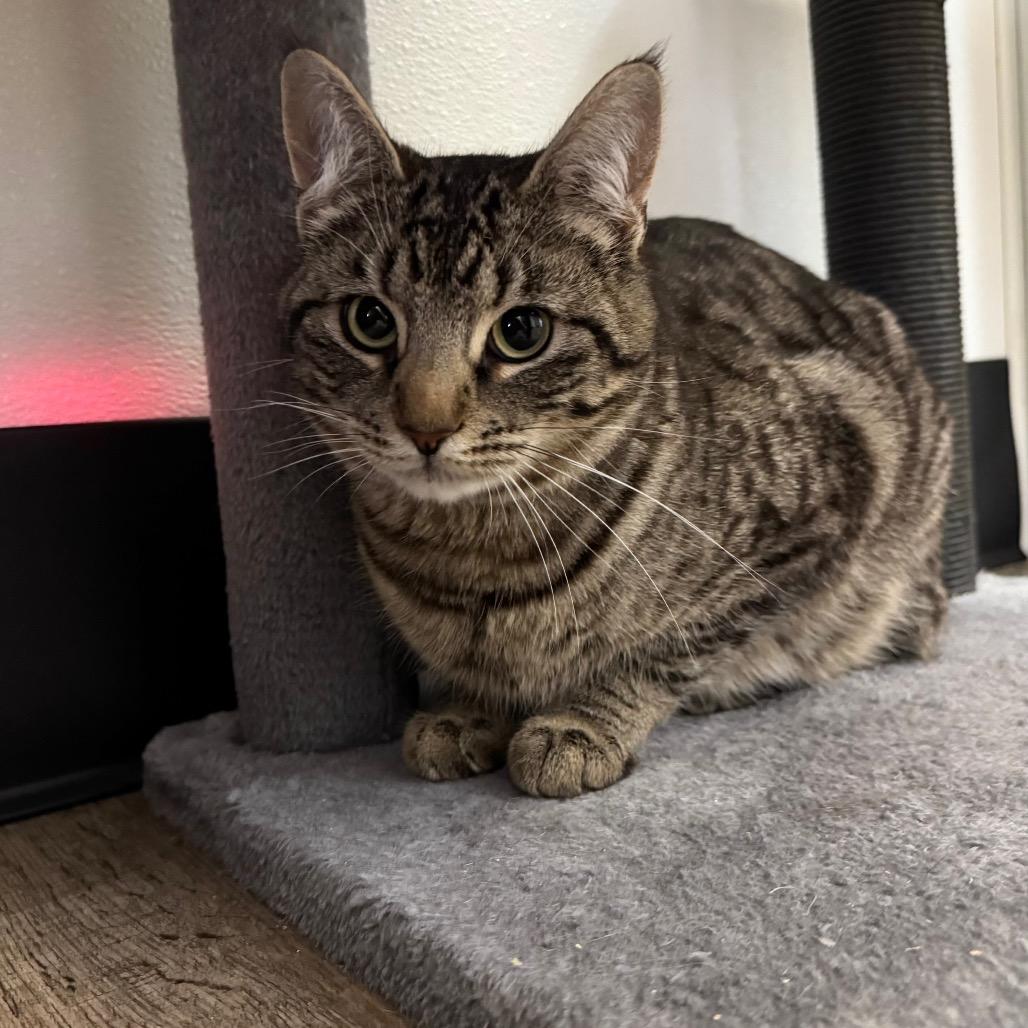 Enlarge Dale, a Adoptable Domestic Short Hair in Port Angeles, WA image 6/6