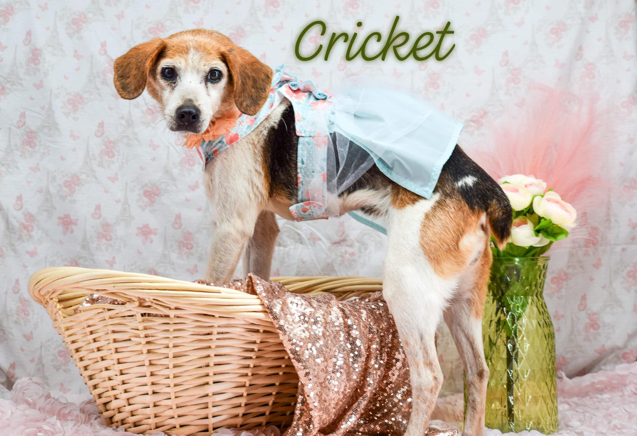 Cricket