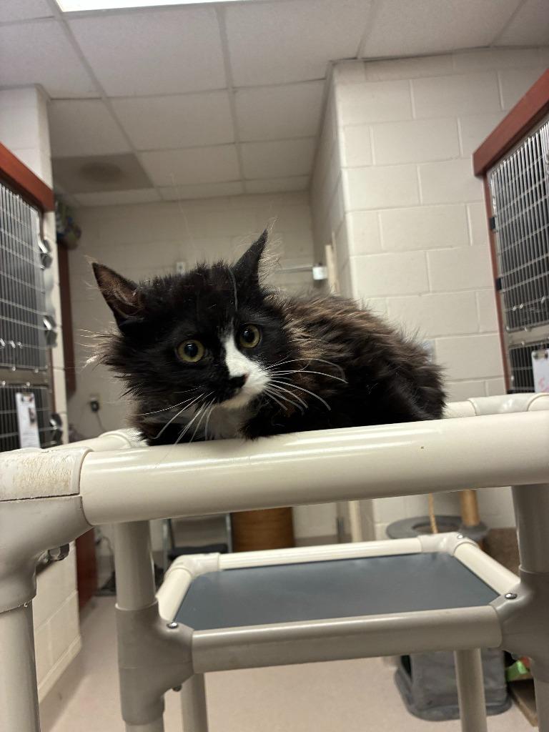 Billie, Adoptable, Kitten Female Domestic Long Hair.