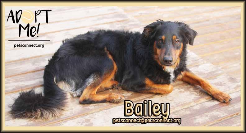 Bailey, adopted, Adult Male Australian Shepherd.