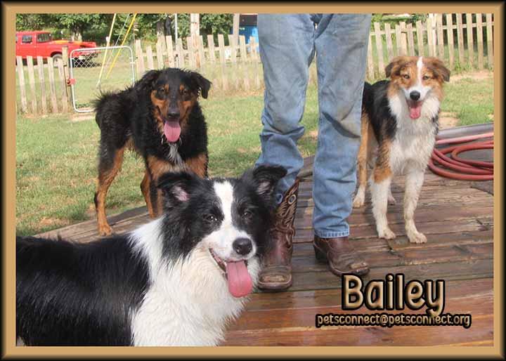 Enlarge Bailey, an adopted mixed breed in South Bend, IN image 2/6