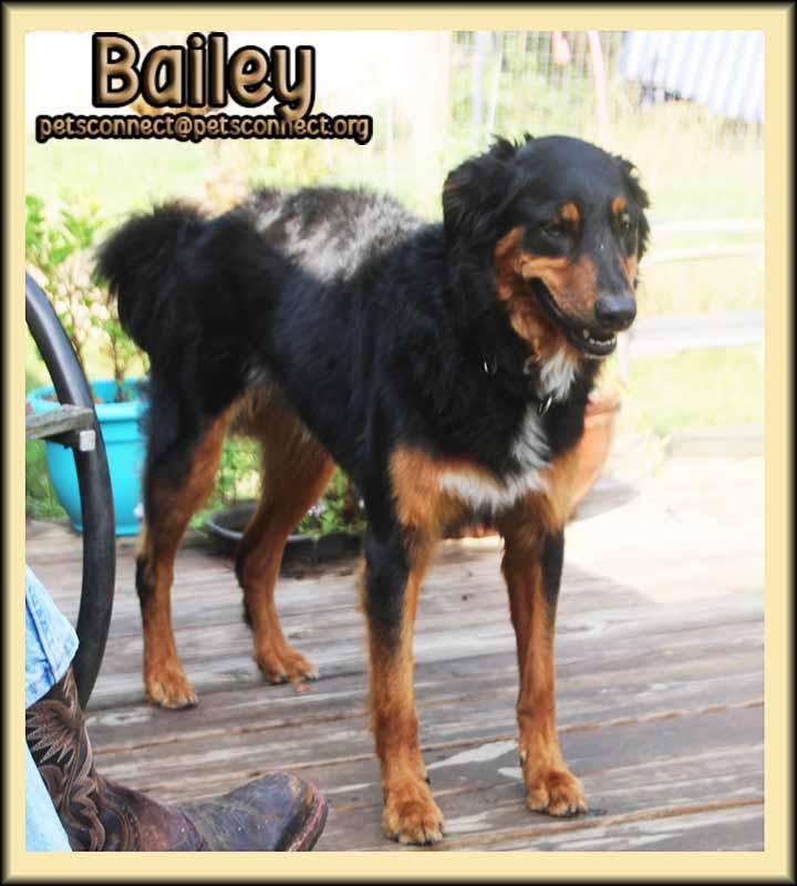 Enlarge Bailey, an adopted mixed breed in South Bend, IN image 3/6