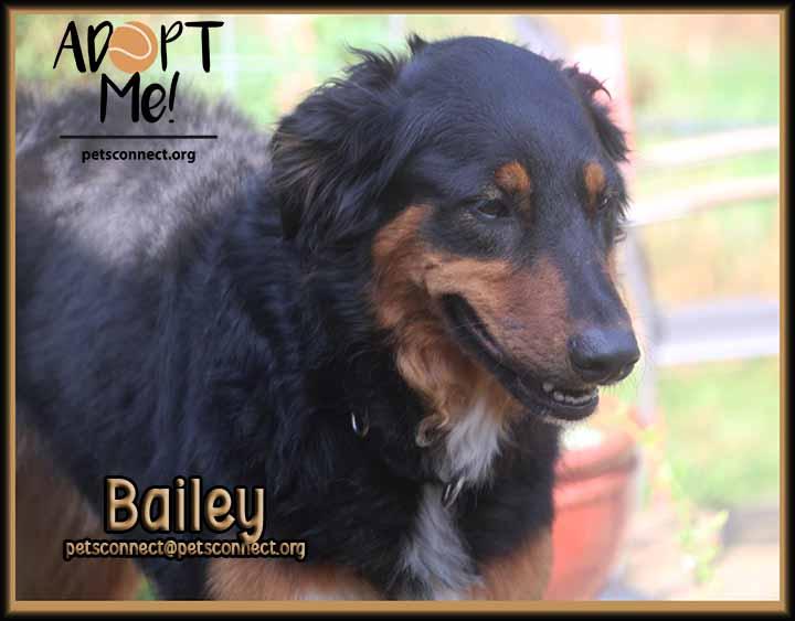 Enlarge Bailey, an adopted mixed breed in South Bend, IN image 4/6