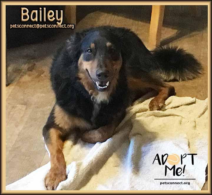 Enlarge Bailey, an adopted mixed breed in South Bend, IN image 5/6