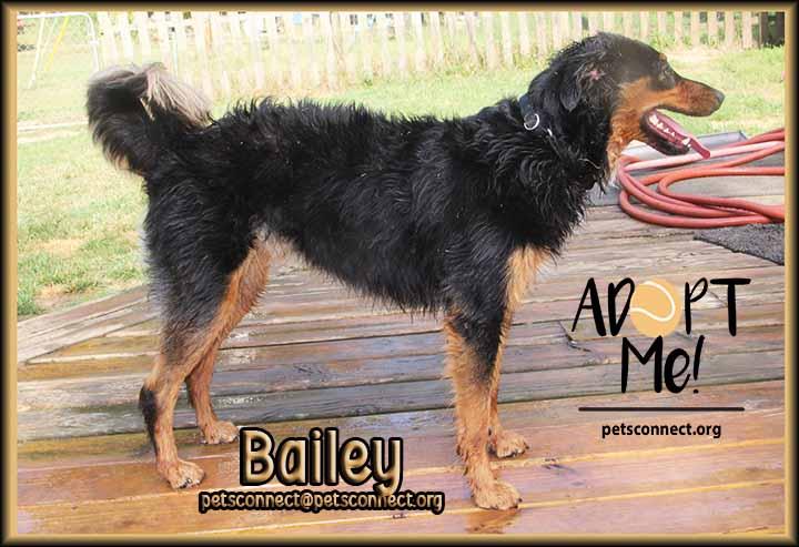 Enlarge Bailey, an adopted mixed breed in South Bend, IN image 6/6