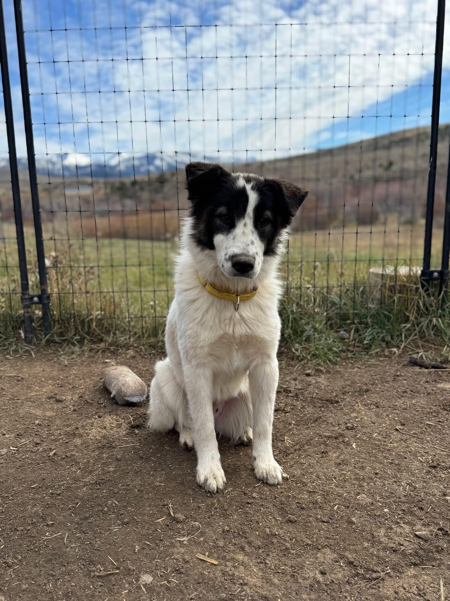 Yin, an adoptable Mixed Breed in Wilsall, MT, 59086 | Photo Image 1