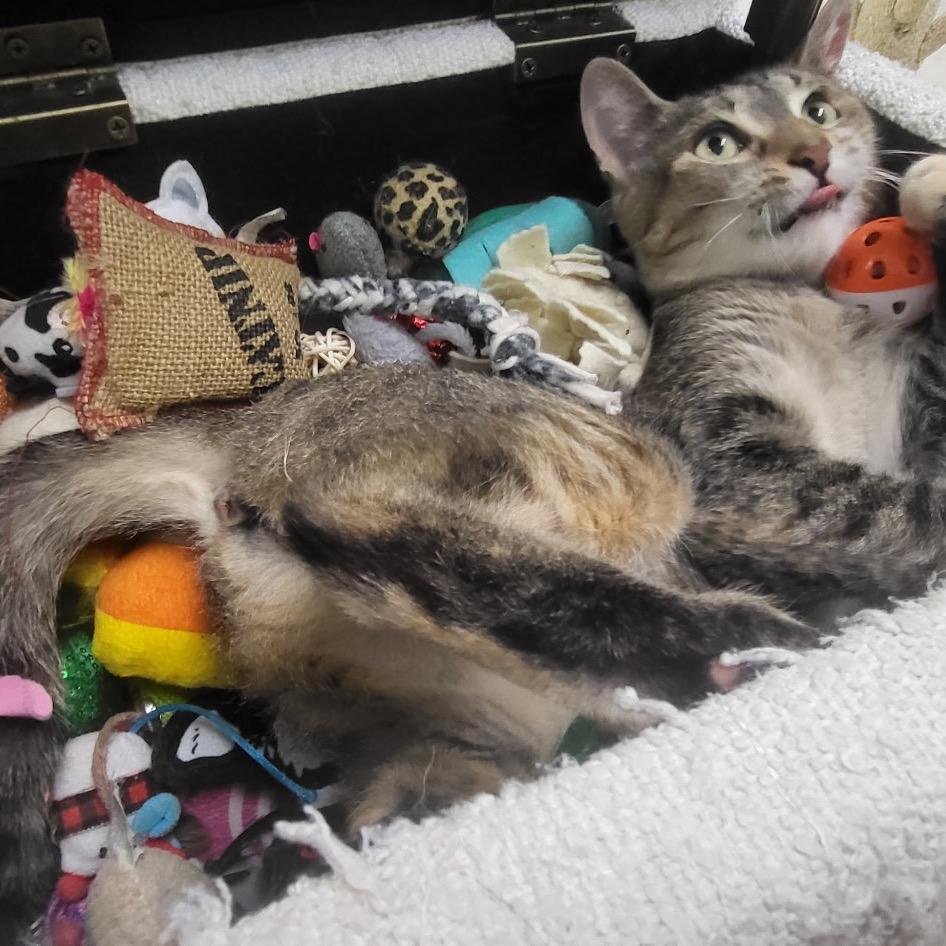 Nyla, Adoptable, Adult Female Domestic Short Hair.