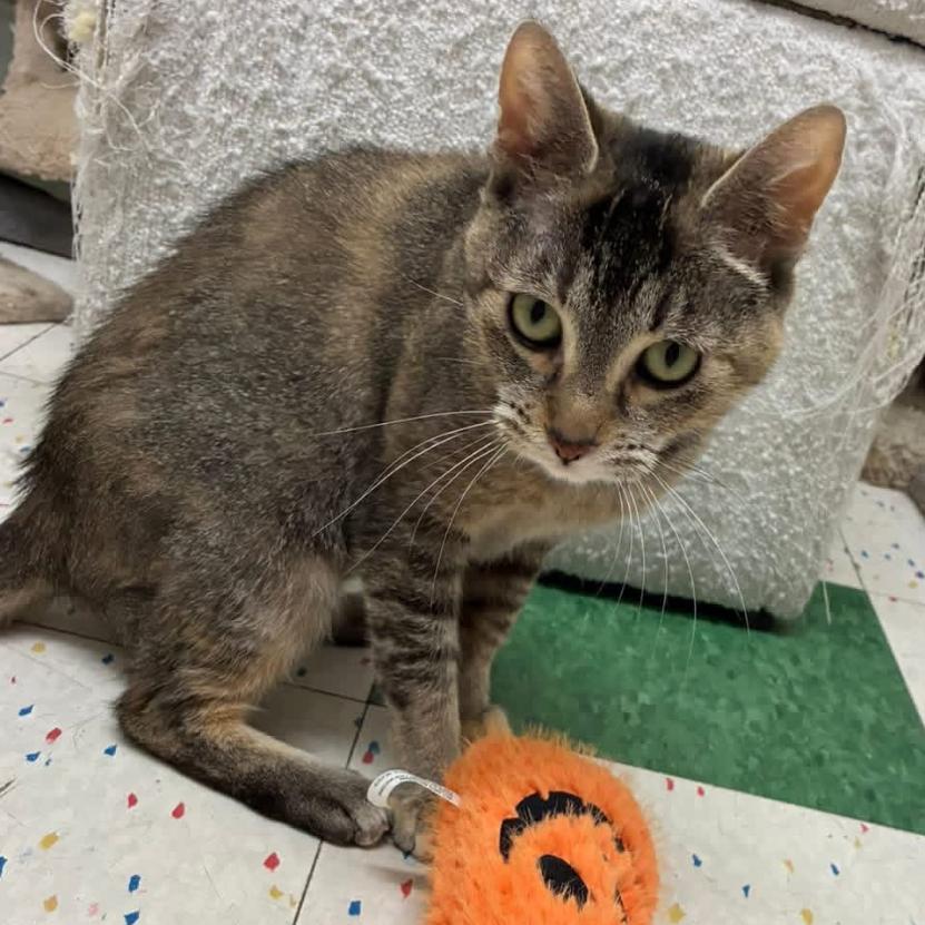 Nyla, a Adoptable Domestic Short Hair in Hamburg, NY image 2/5
