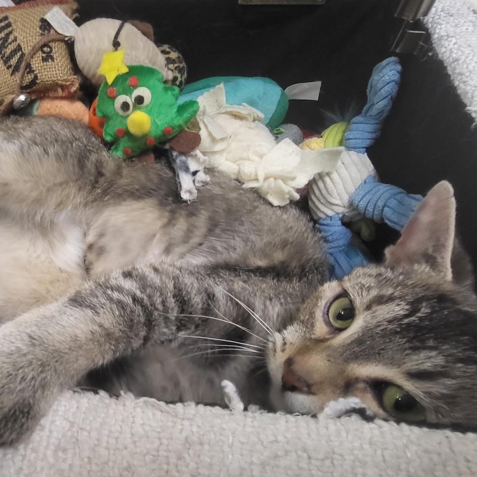 Nyla, a Adoptable Domestic Short Hair in Hamburg, NY image 3/5