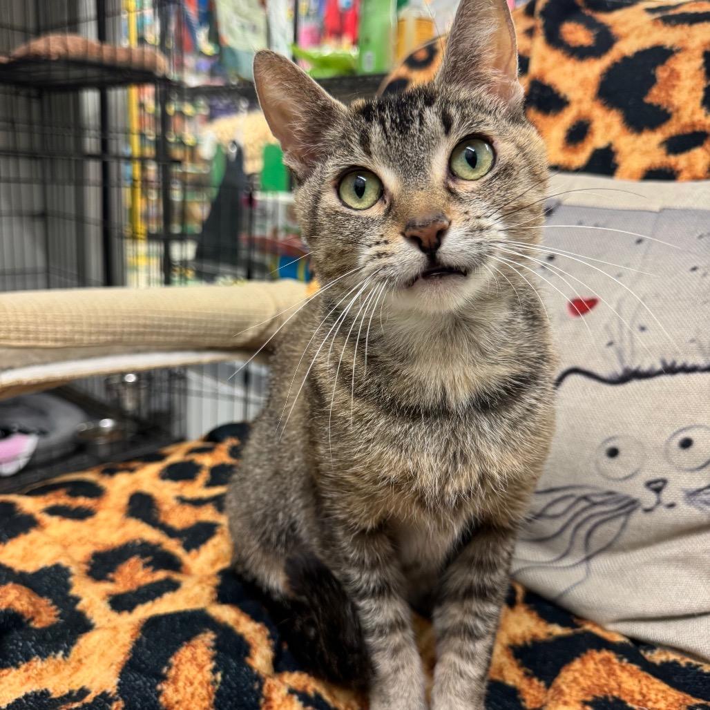 Nyla, a Adoptable Domestic Short Hair in Hamburg, NY image 4/5
