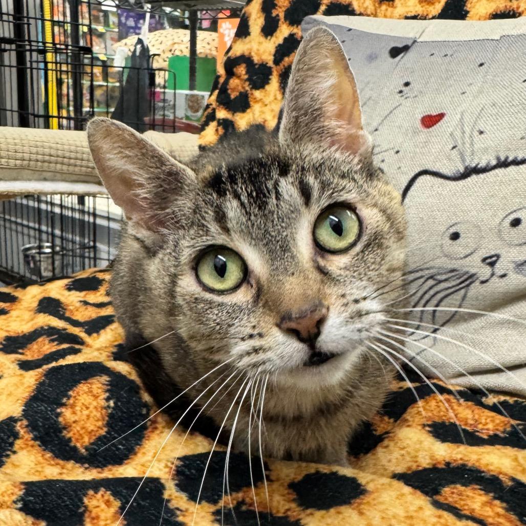 Nyla, a Adoptable Domestic Short Hair in Hamburg, NY image 5/5