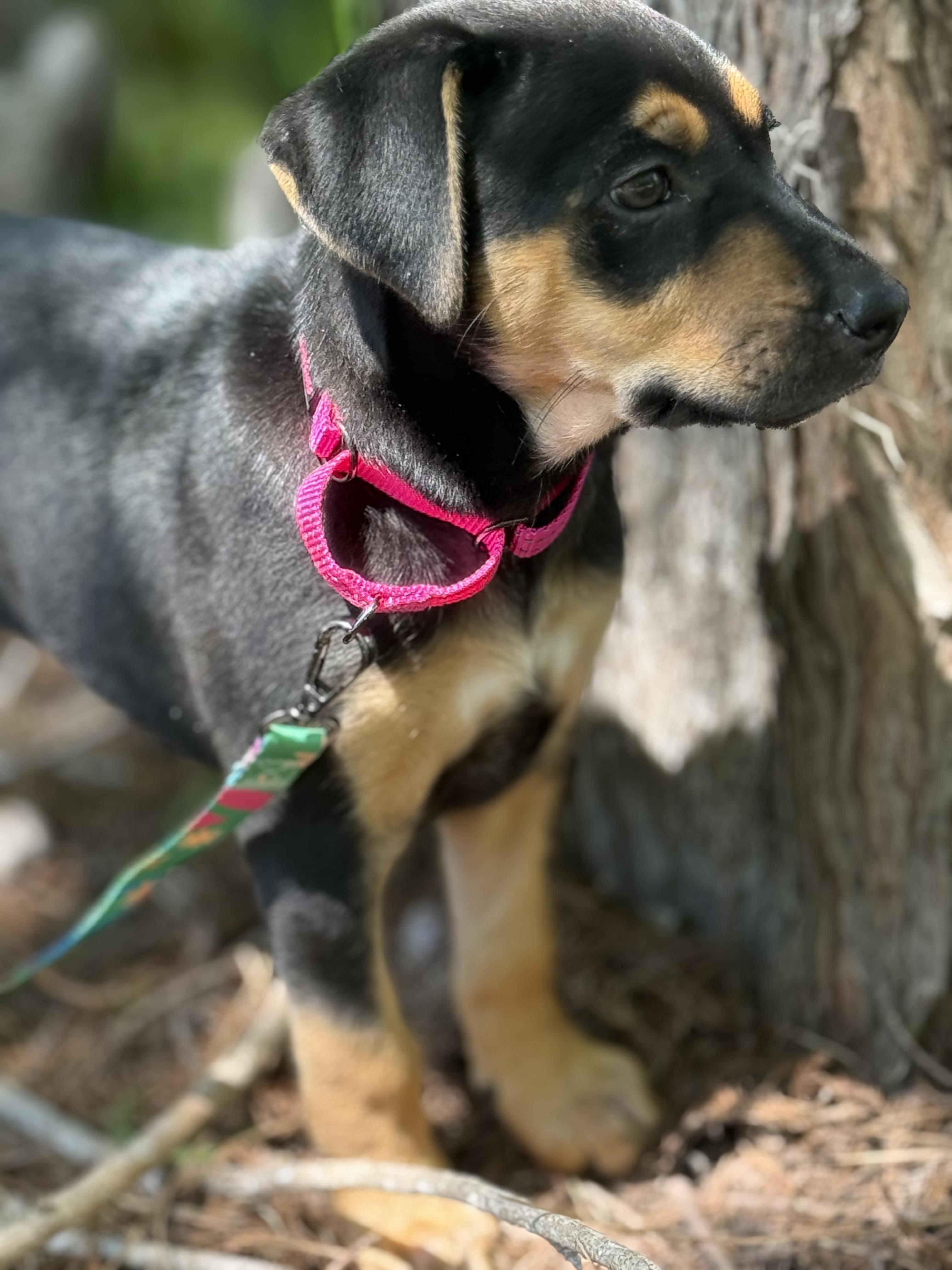 Matilda, an adopted mixed breed in Ocean Springs, MS image 2/4