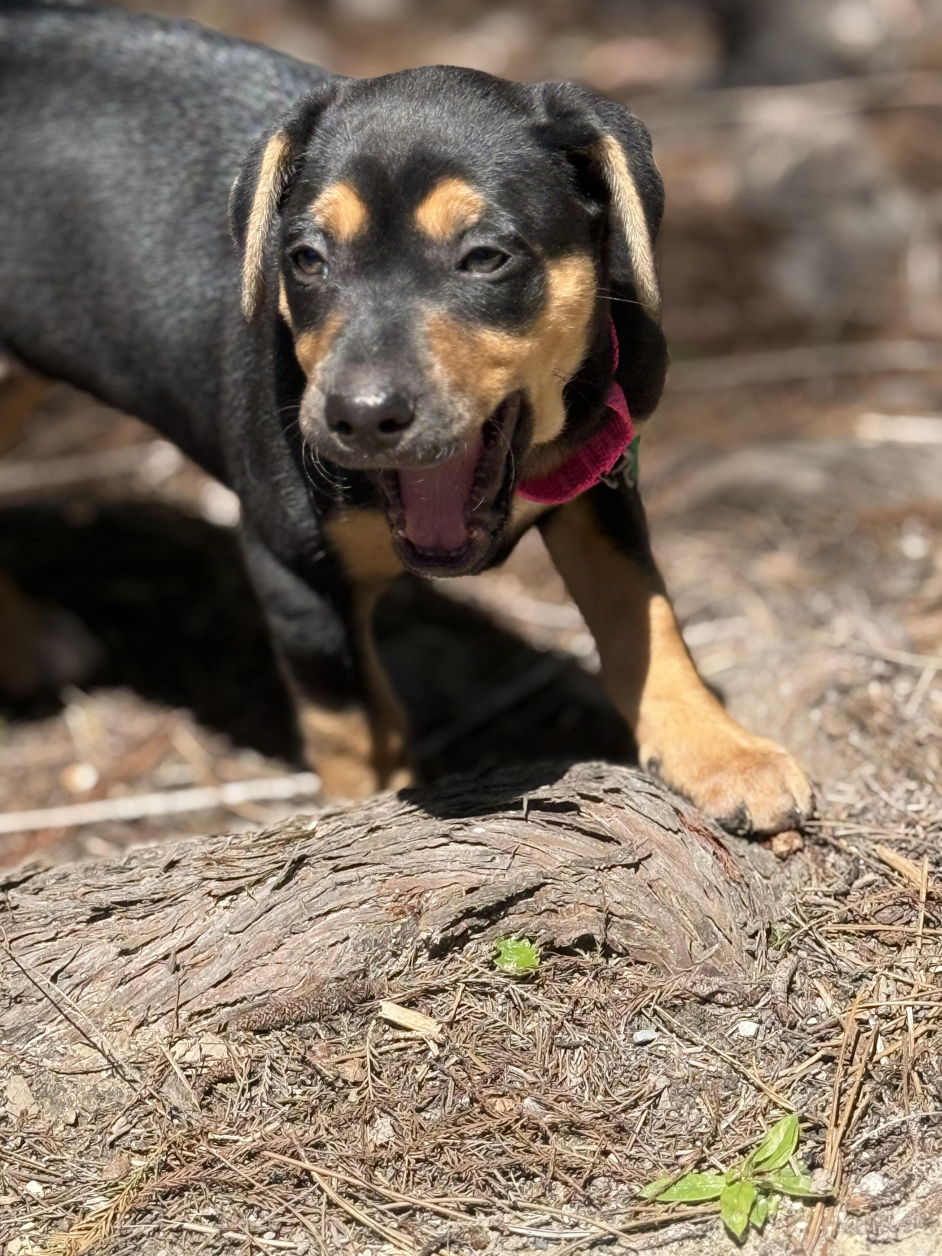 Matilda, an adopted mixed breed in Ocean Springs, MS image 4/4