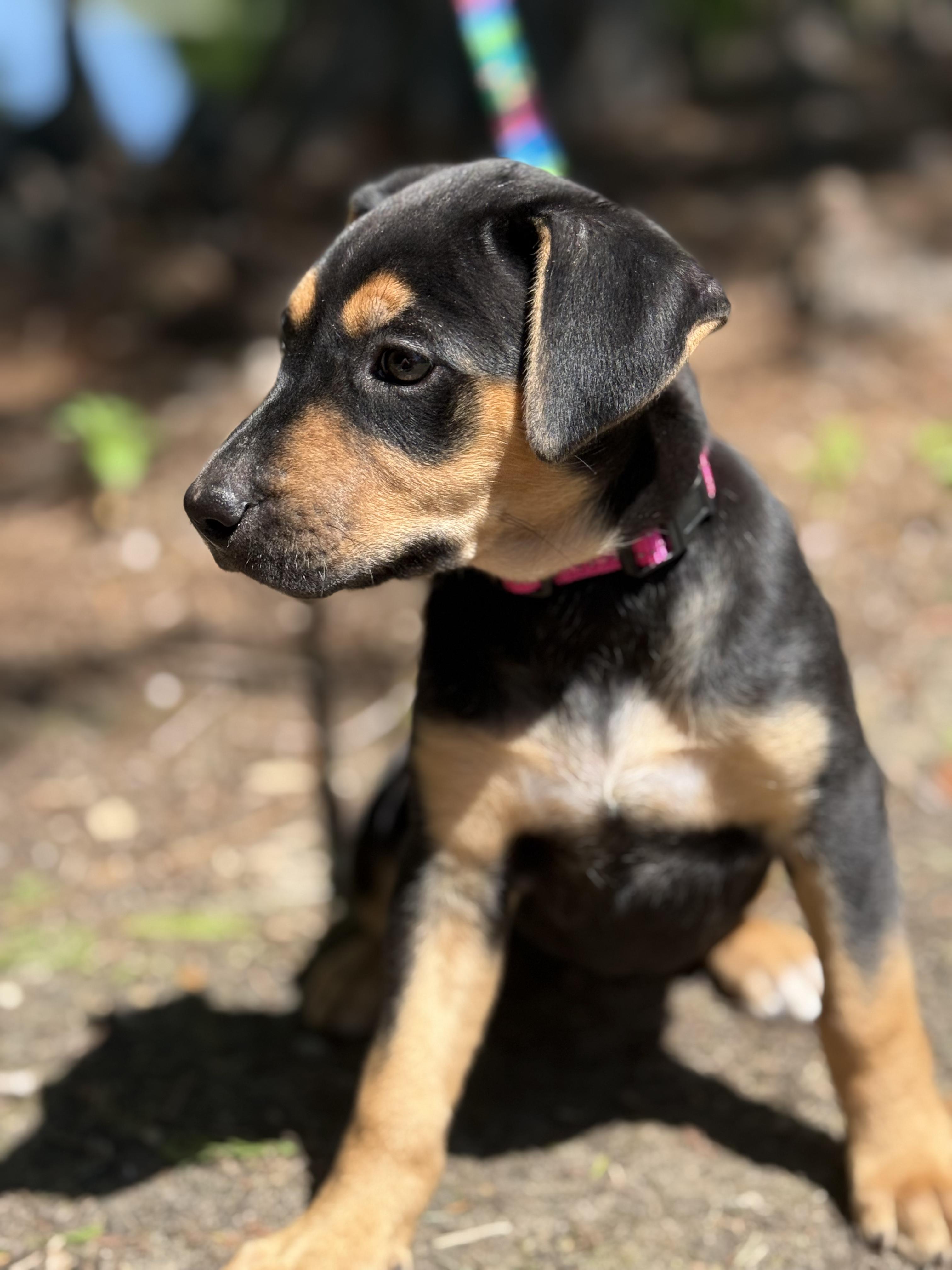 Matilda, an adopted mixed breed in Ocean Springs, MS image 3/4