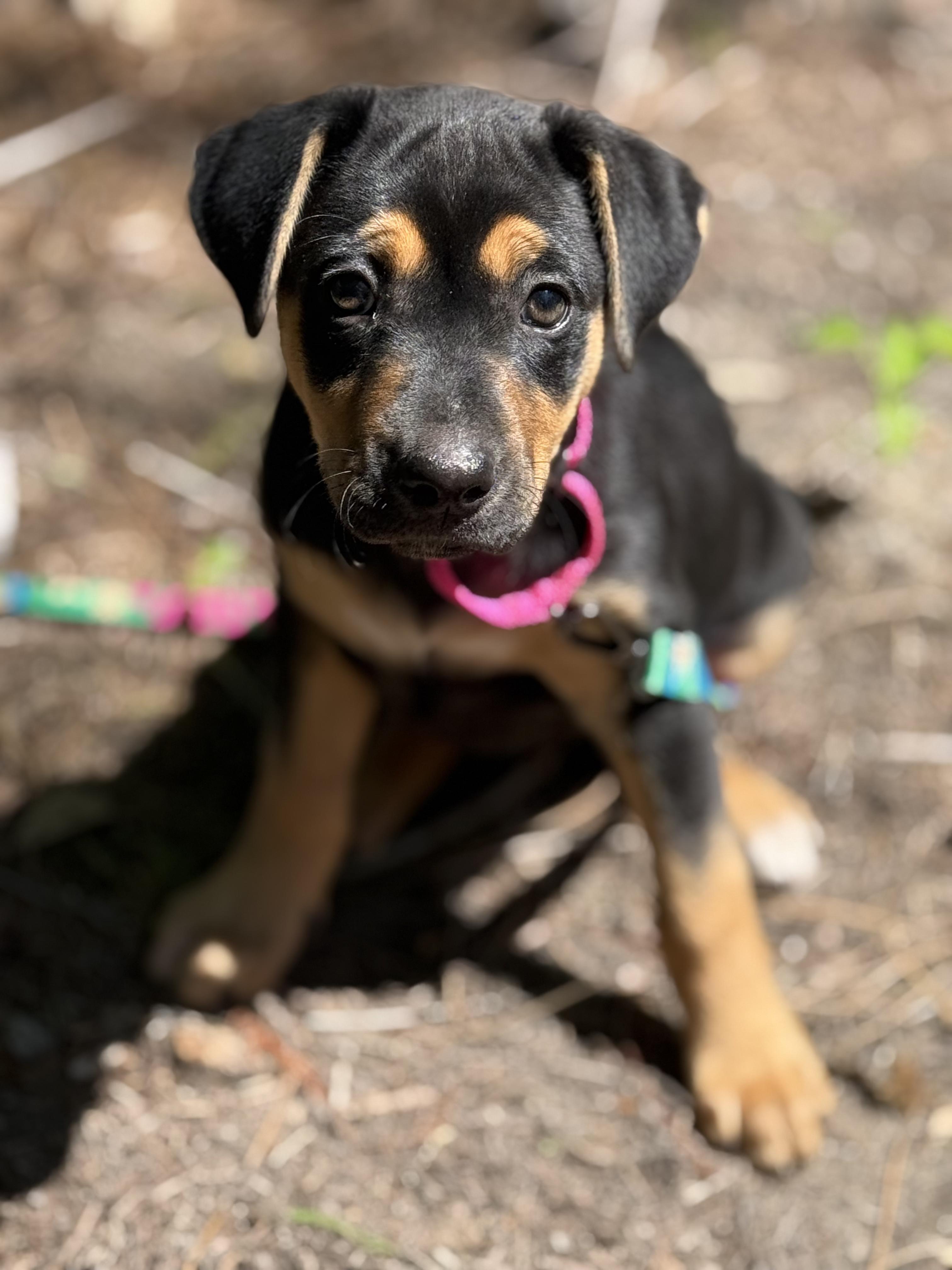 Matilda, adopted, Puppy Female Hound & Labrador Retriever.