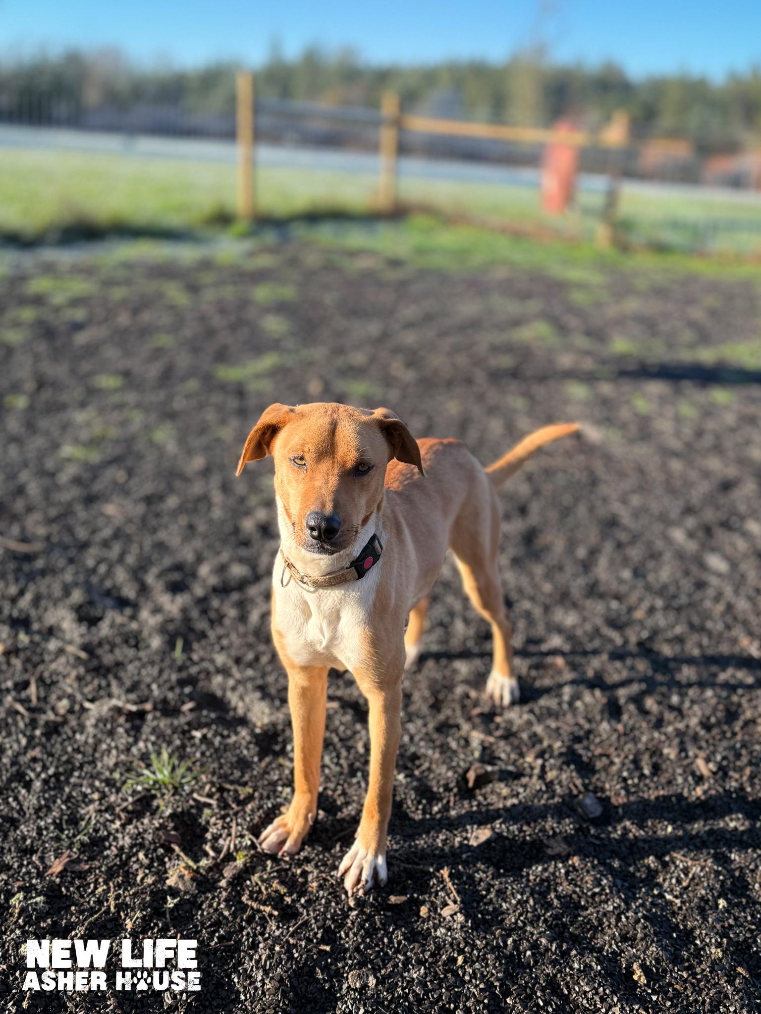 Daysi, an adopted mixed breed in Portland, OR image 4/6