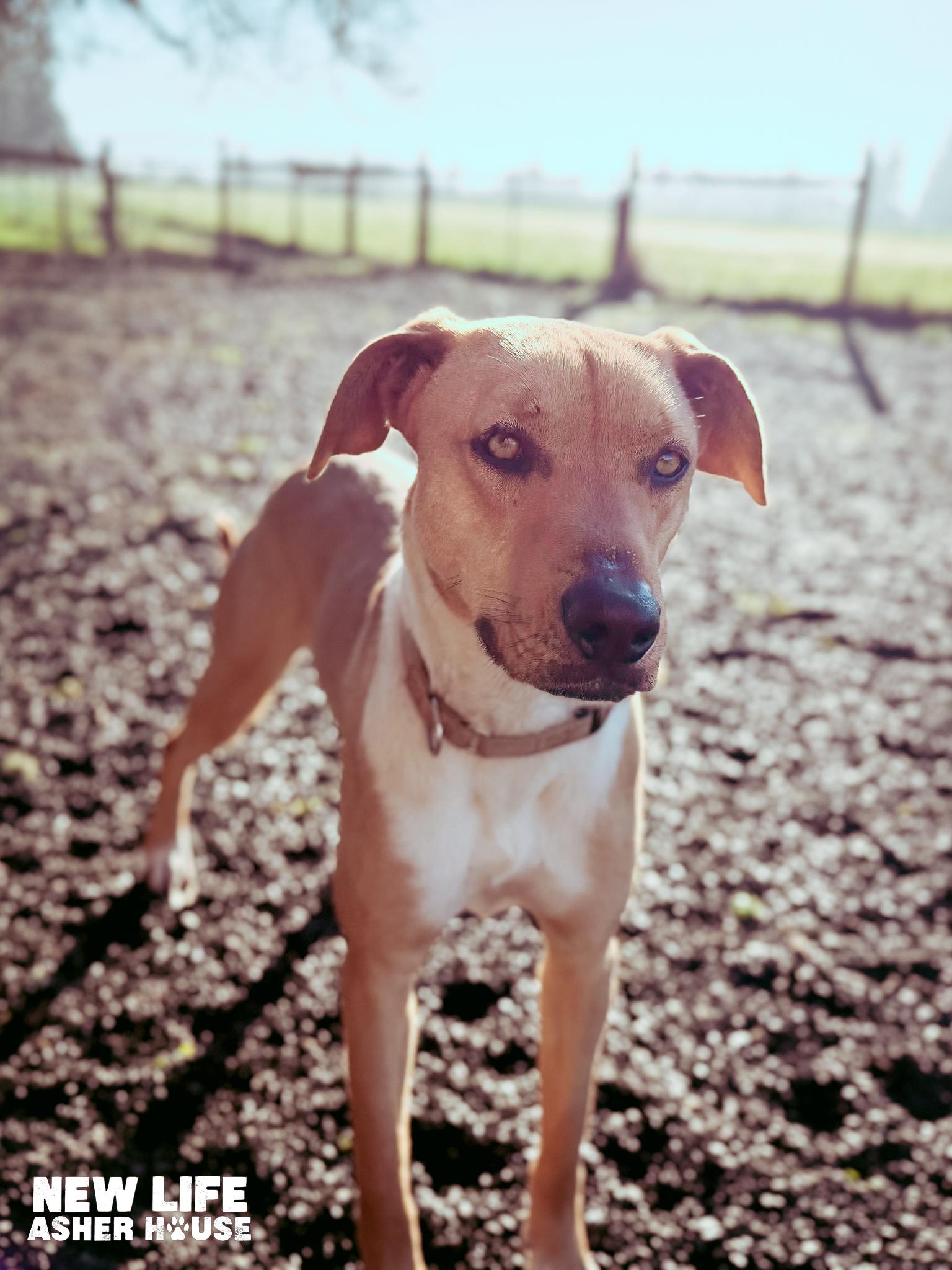 Daysi, an adopted mixed breed in Portland, OR image 5/6