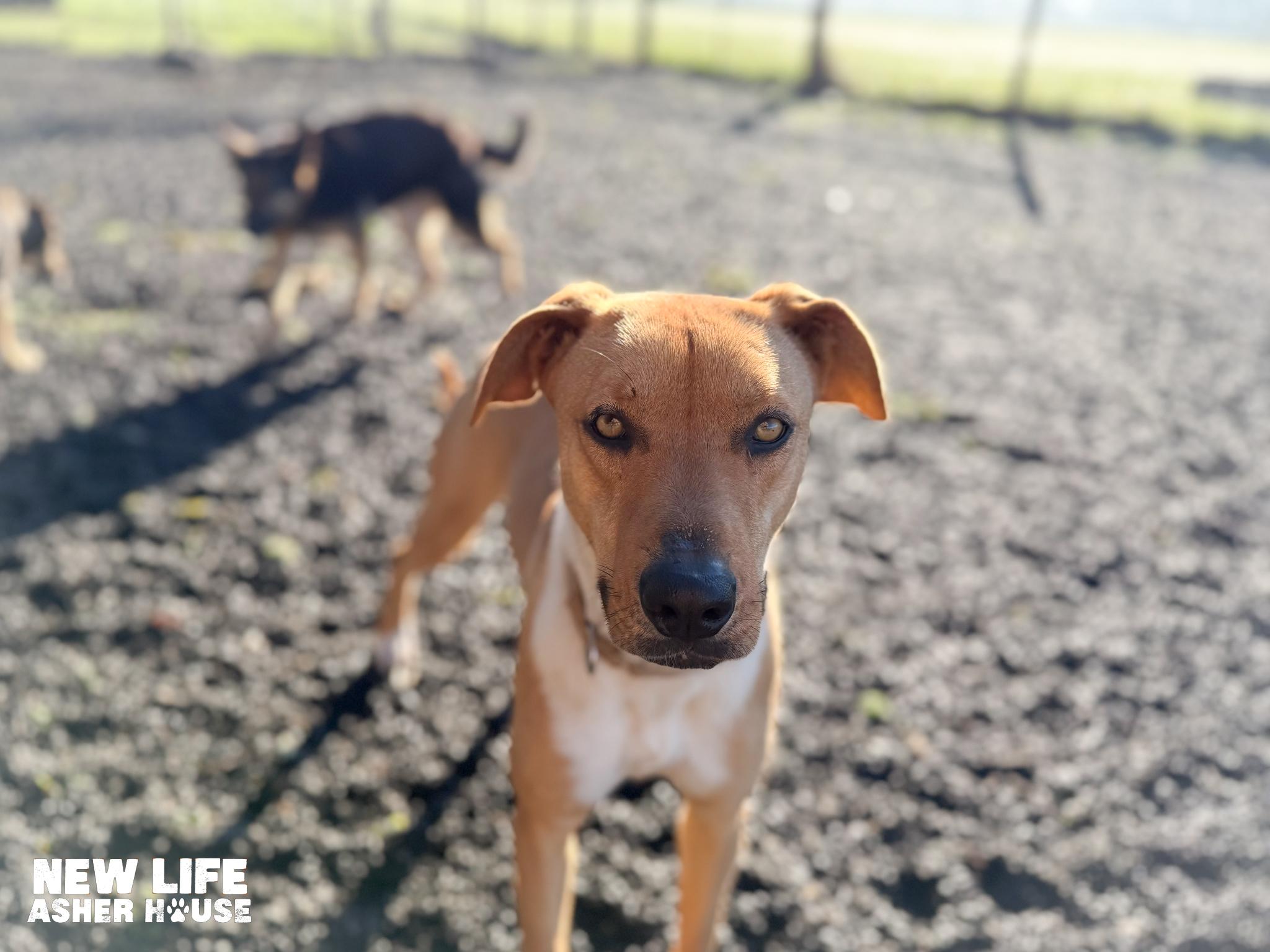 Daysi, an adopted mixed breed in Portland, OR image 2/6