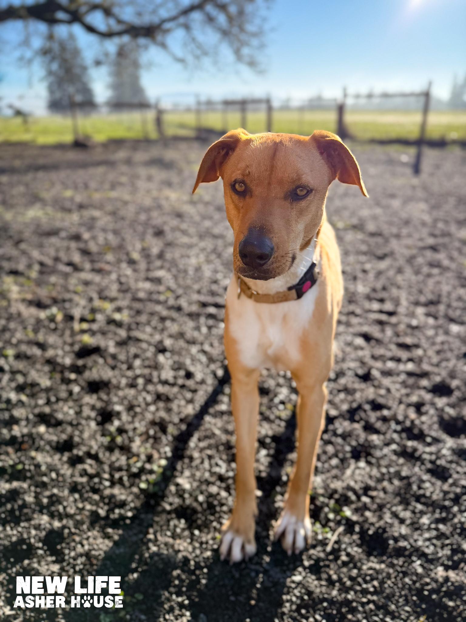 Daysi, an adopted mixed breed in Portland, OR image 6/6