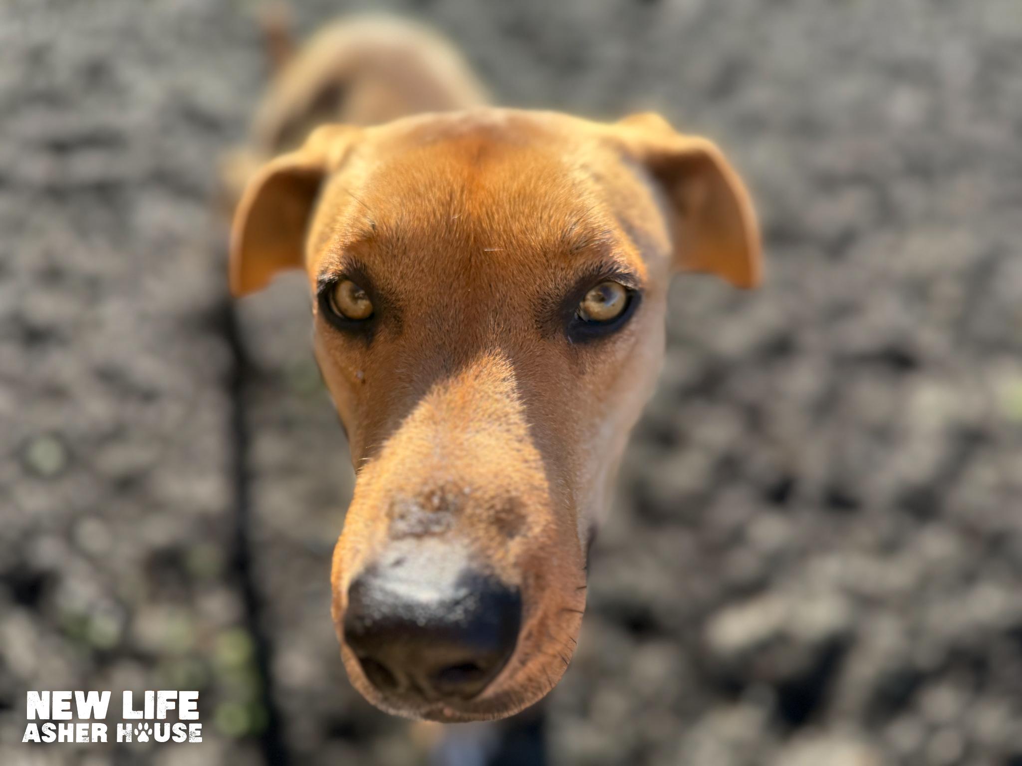 Daysi, an adopted mixed breed in Portland, OR image 3/6