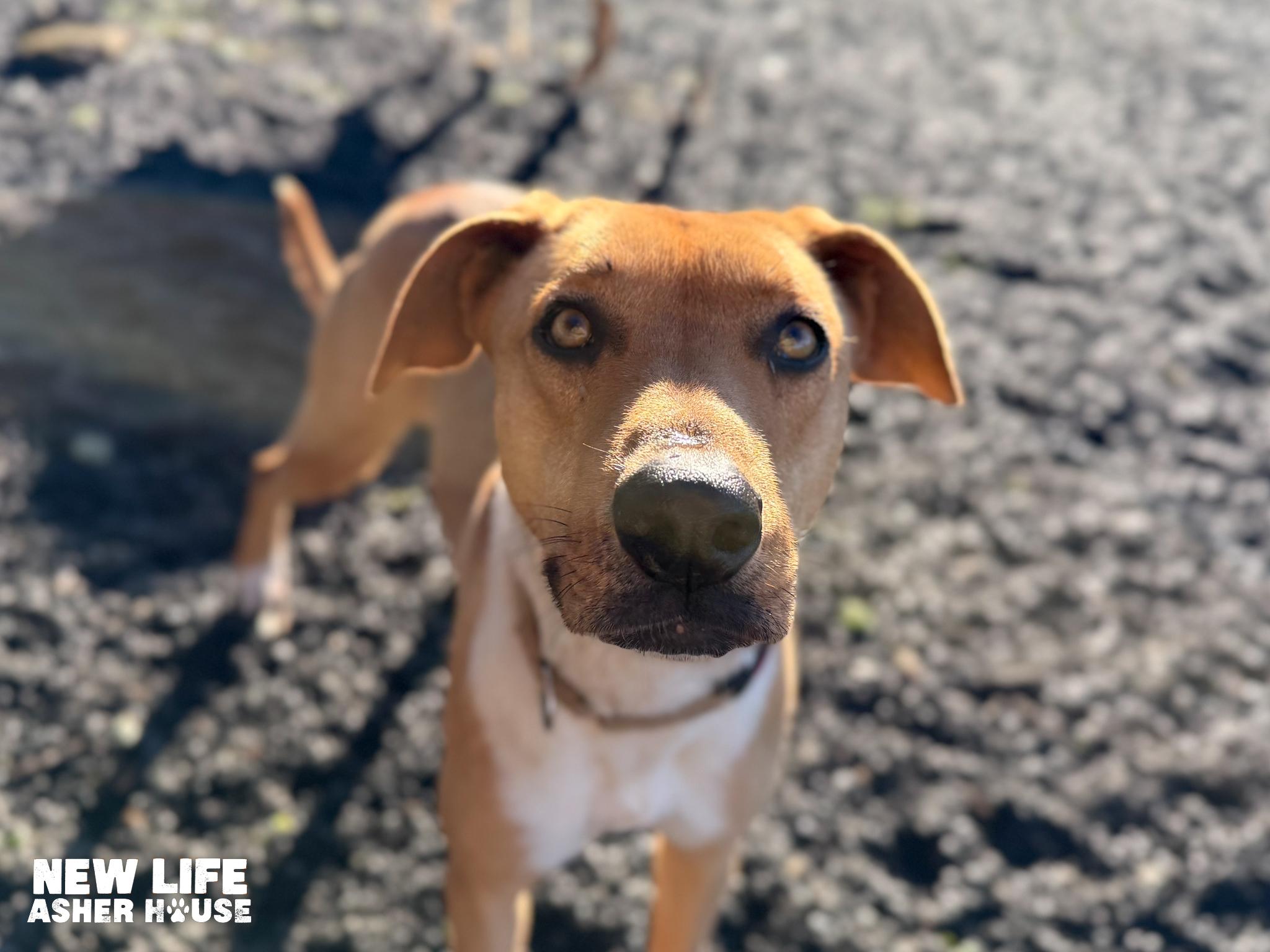 Daysi, adopted, Adult Female Greyhound & Labrador Retriever.