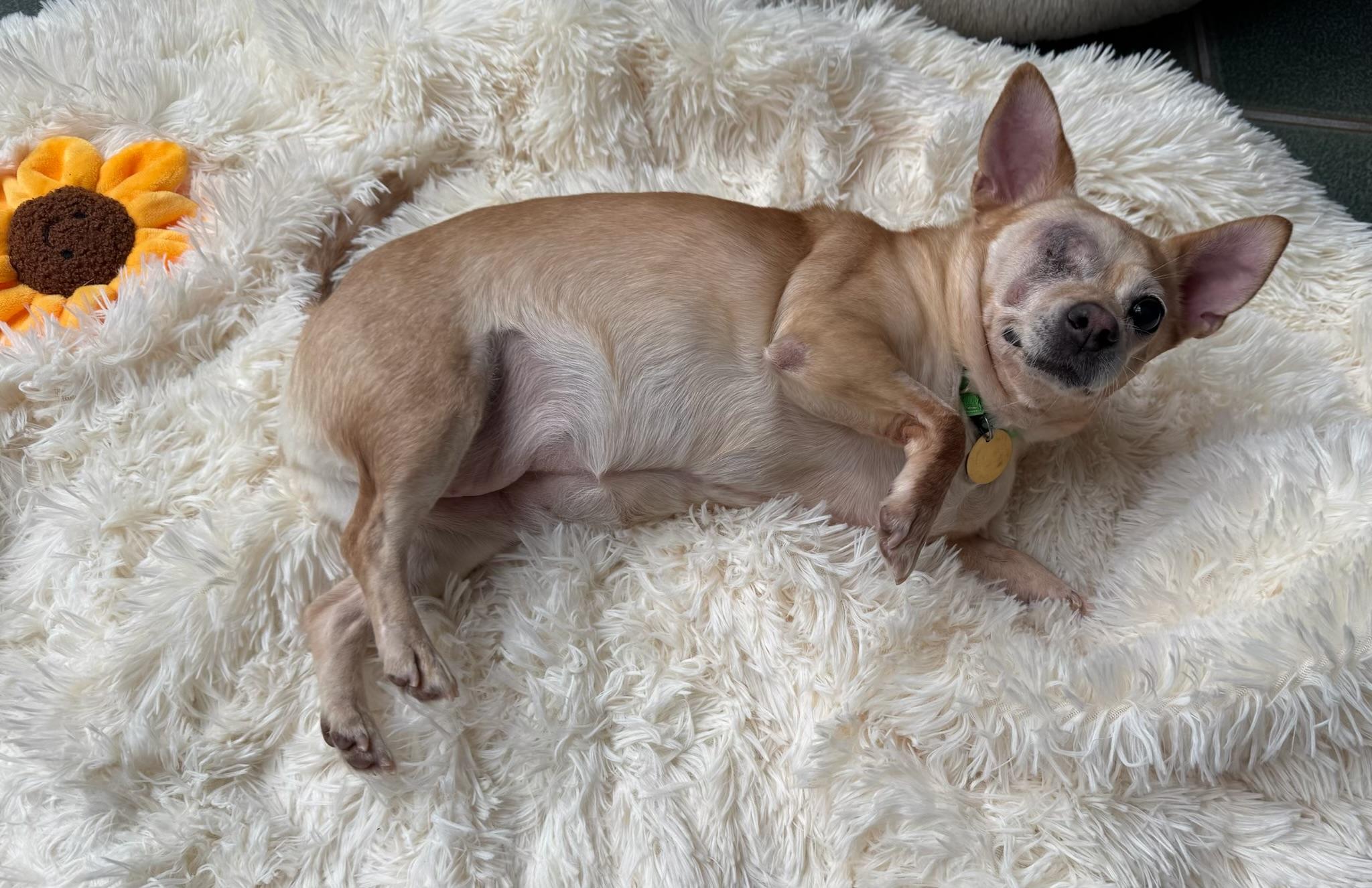 Pippy the Pirate;), Adoptable, Senior Female Chihuahua & Chiweenie.