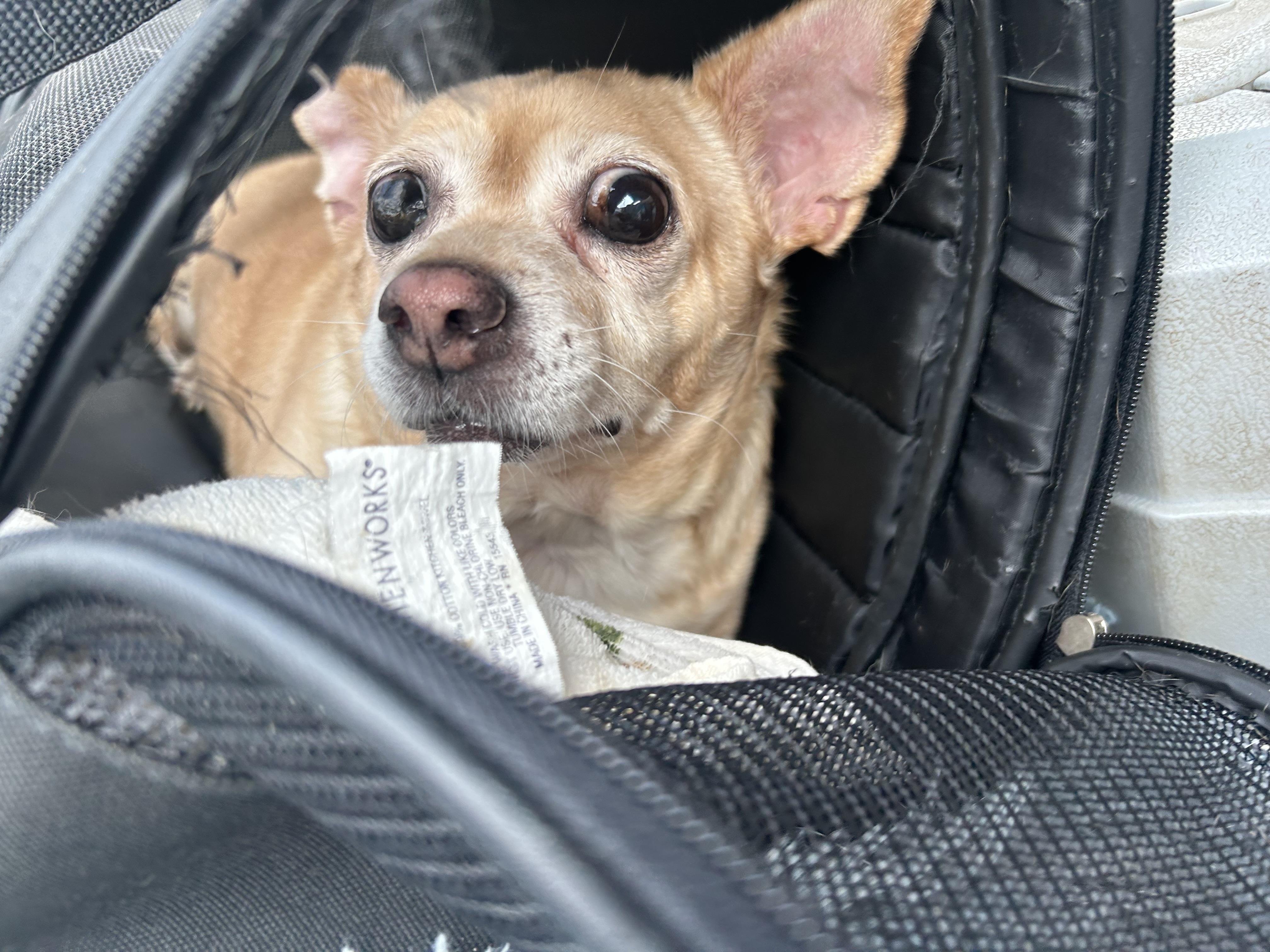 Enlarge Pippy the Pirate;), a Adoptable mixed breed in Oak Ridge, NJ image 5/5