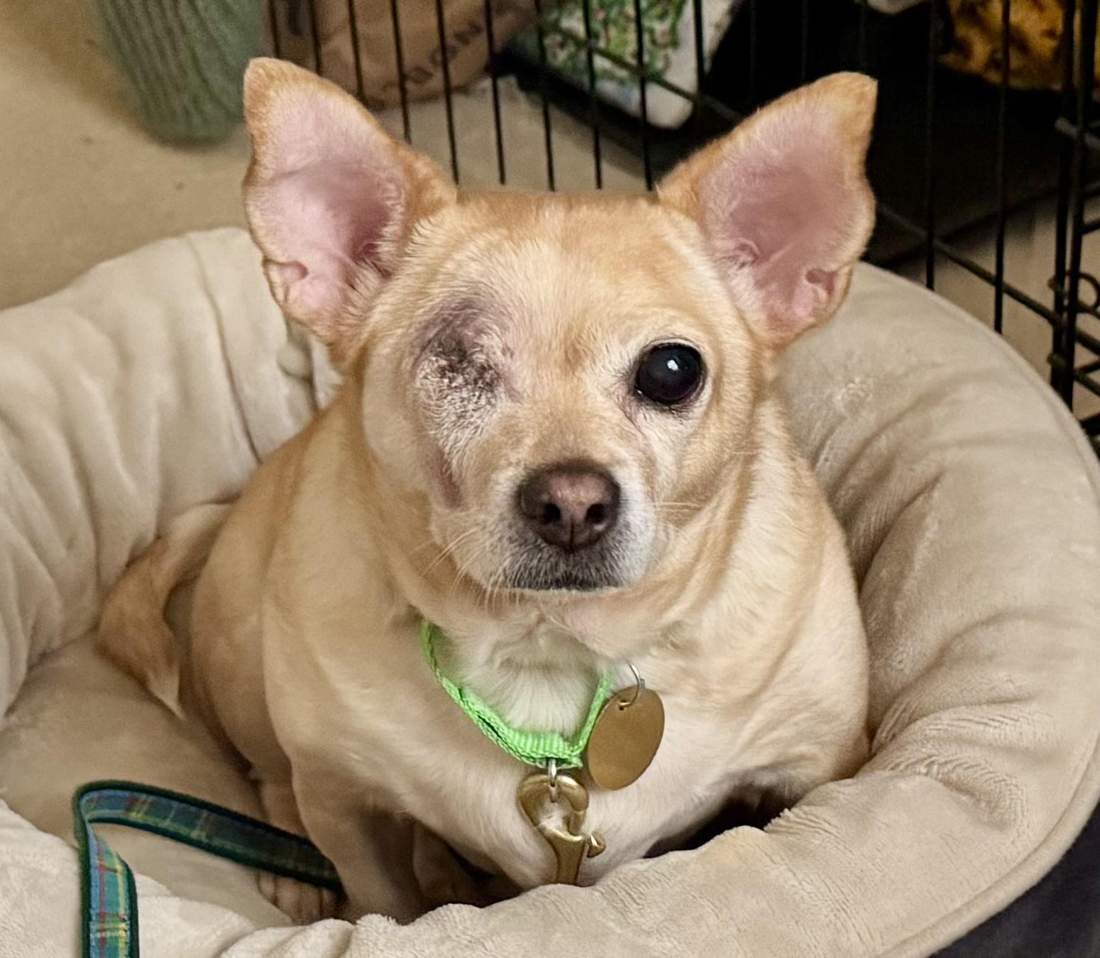 Enlarge Pippy the Pirate;), a Adoptable mixed breed in Oak Ridge, NJ image 2/5