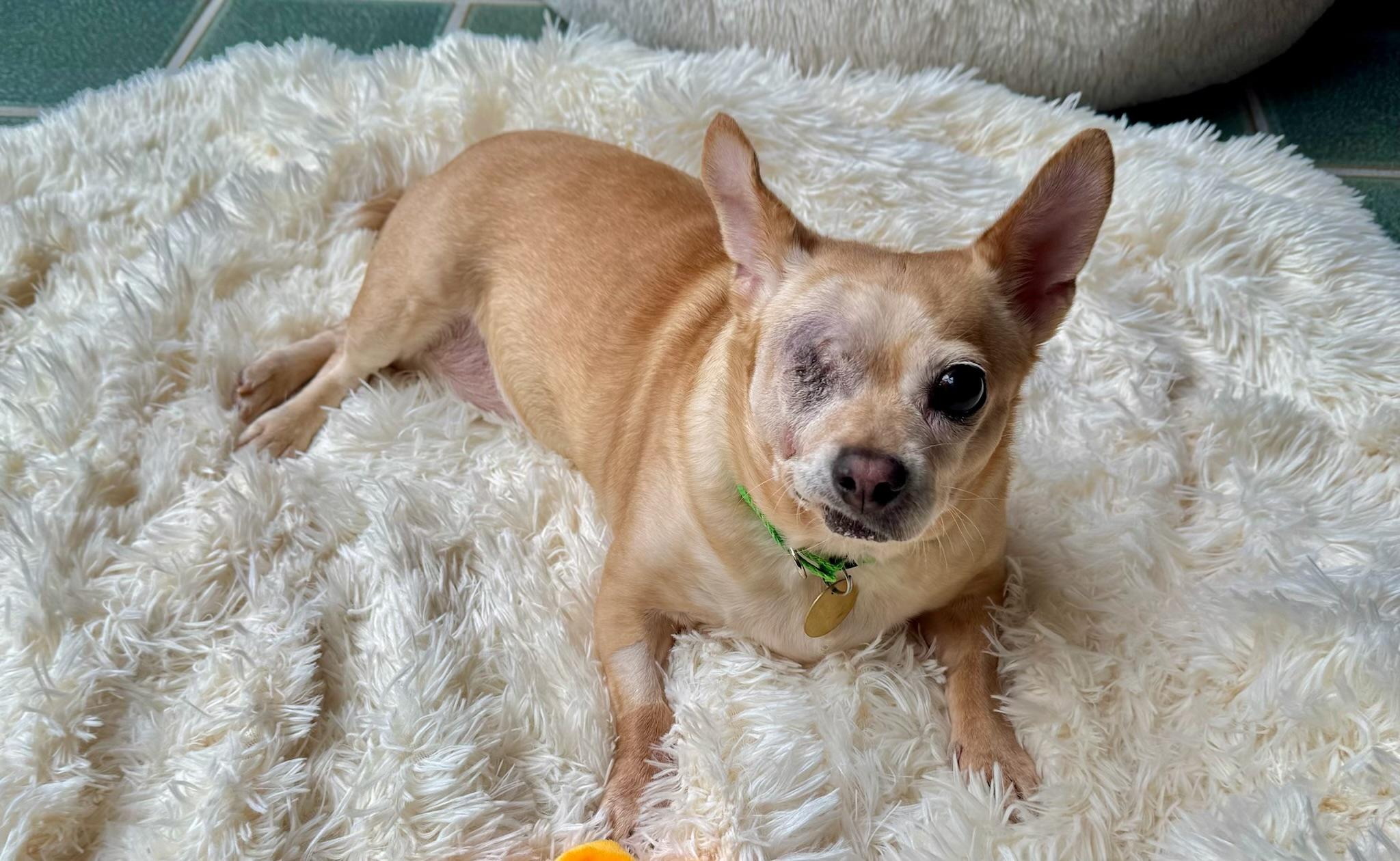Pippy the Pirate;), Adoptable, Senior Female Chihuahua & Chiweenie.