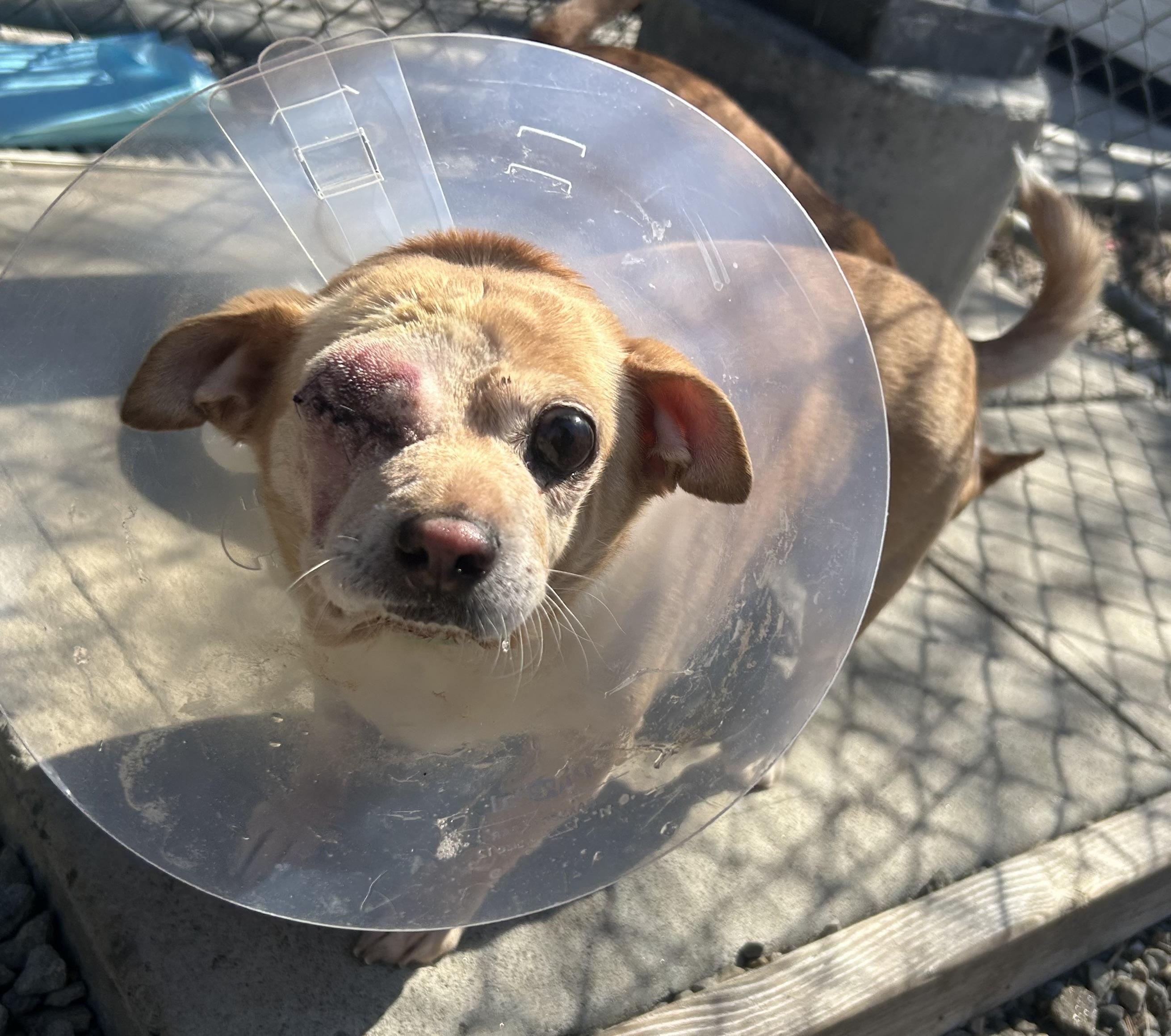 Enlarge Pippy the Pirate;), a Adoptable mixed breed in Oak Ridge, NJ image 3/5