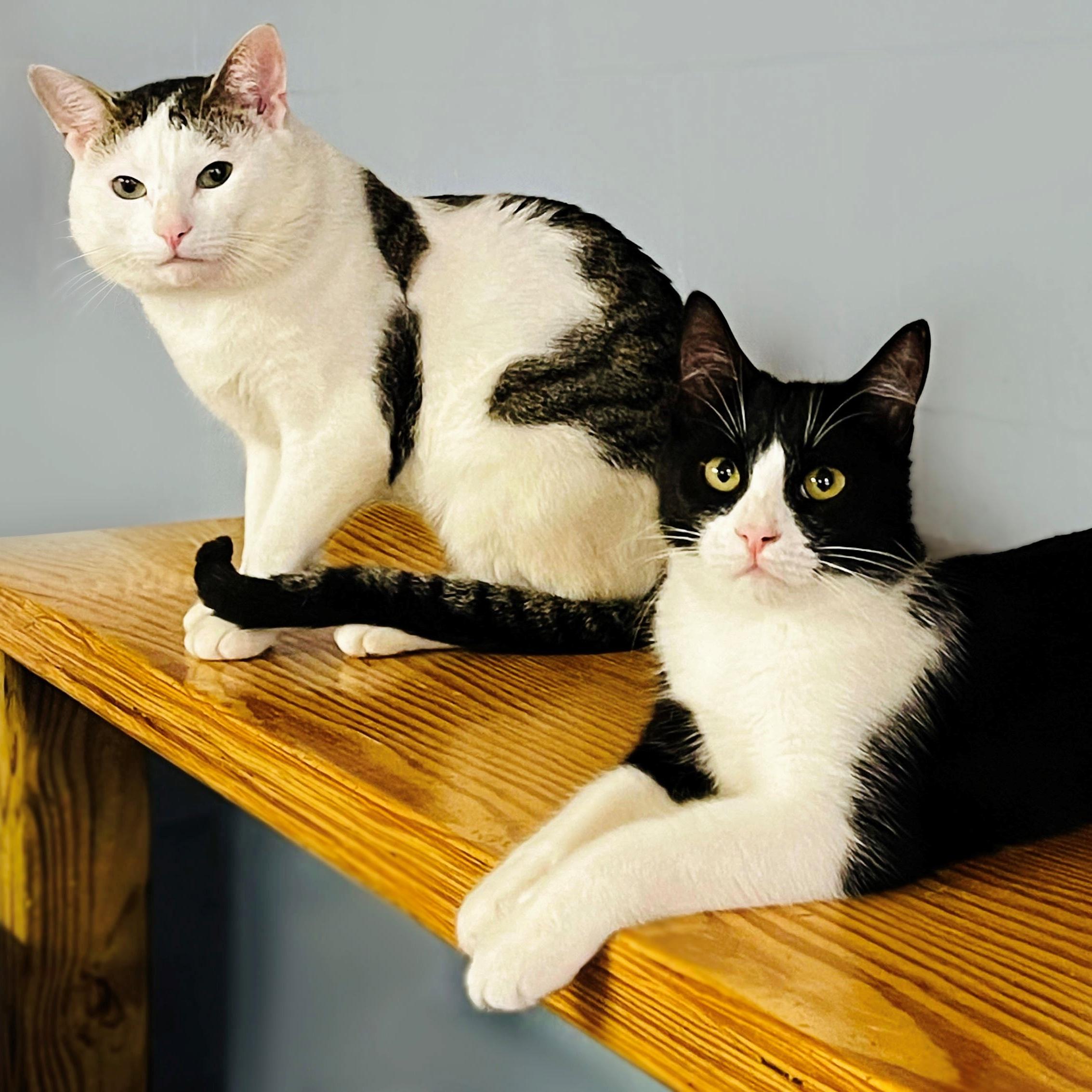 Orchid and Graham, a Adoptable Domestic Short Hair in Bethesda, MD image 1/5