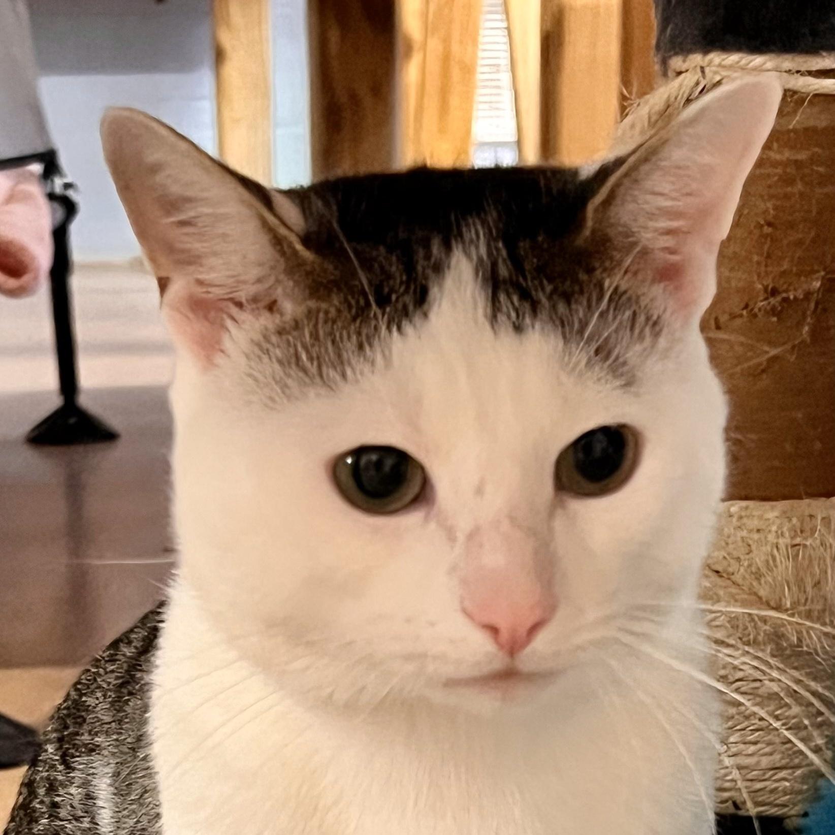 Orchid and Graham, a Adoptable Domestic Short Hair in Bethesda, MD image 3/5