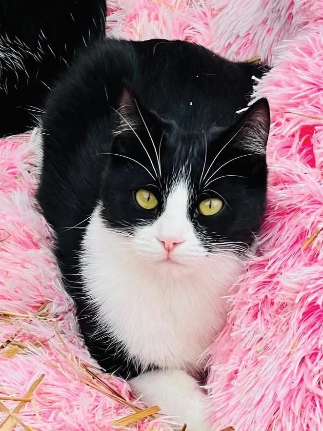 Orchid and Graham, a Adoptable Domestic Short Hair in Bethesda, MD image 4/5