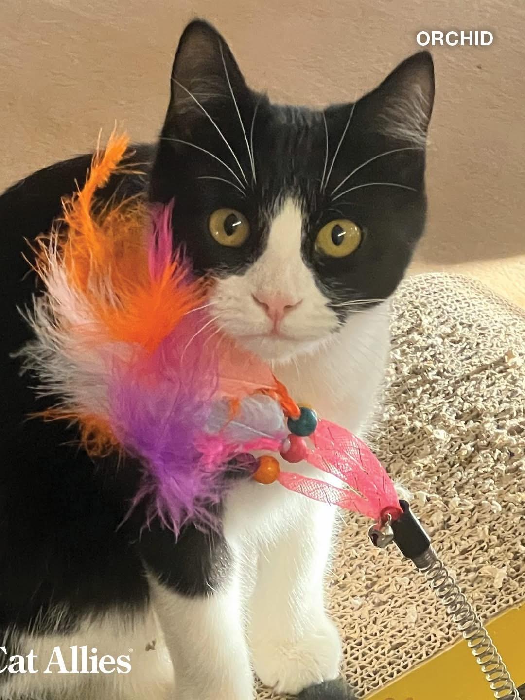 Orchid and Graham, a Adoptable Domestic Short Hair in Bethesda, MD image 5/5