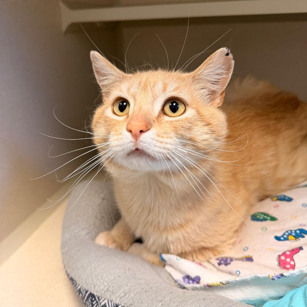 Enlarge Butters, a Adoptable Domestic Short Hair in Pagosa Springs, CO image 1/3