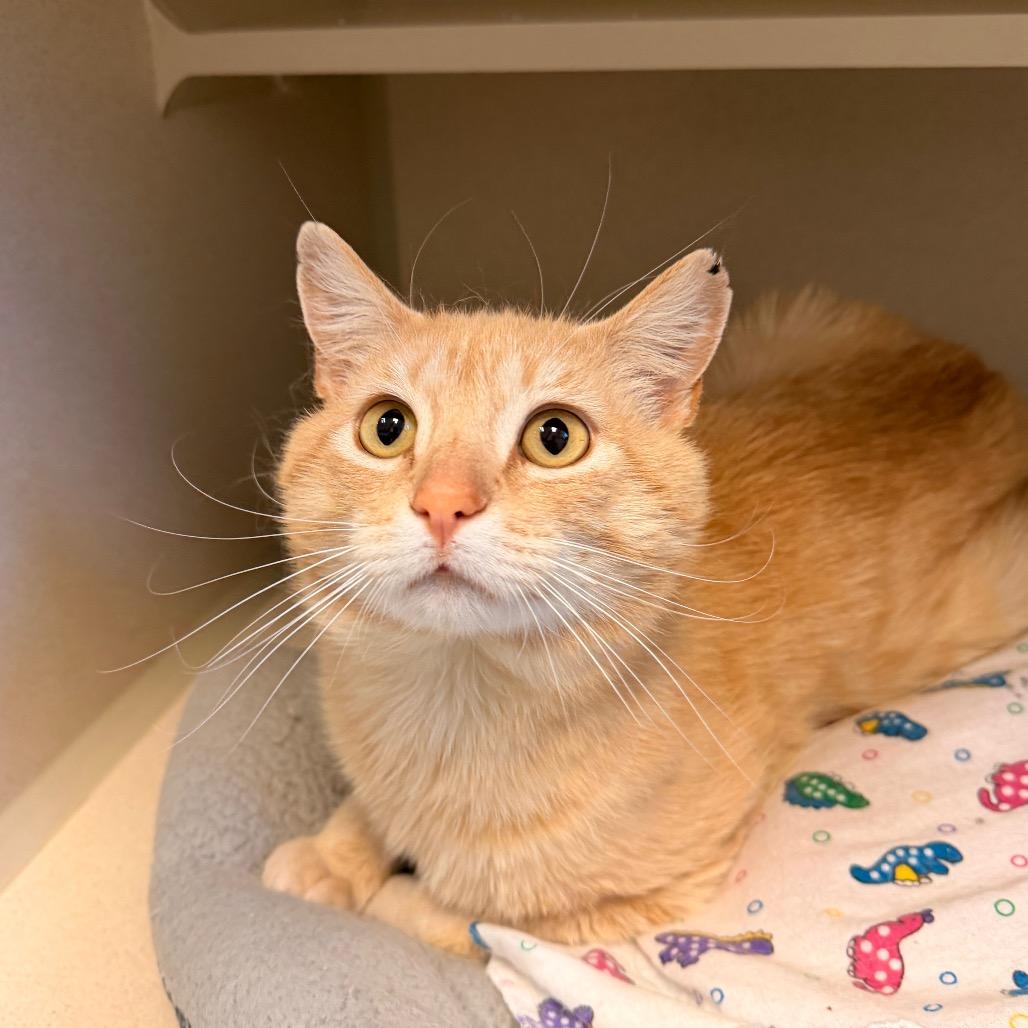 Enlarge Butters, a Adoptable Domestic Short Hair in Pagosa Springs, CO image 2/3