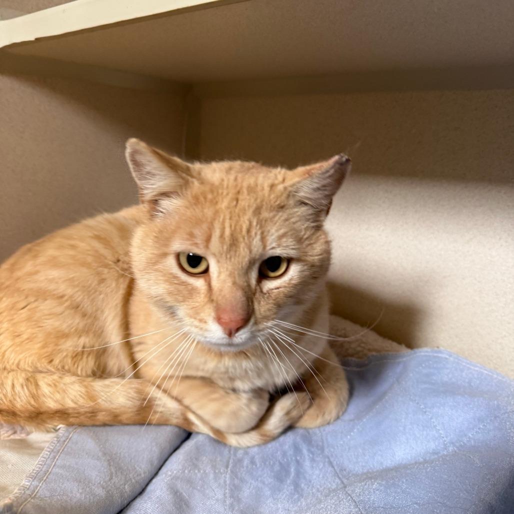 Enlarge Butters, a Adoptable Domestic Short Hair in Pagosa Springs, CO image 3/3