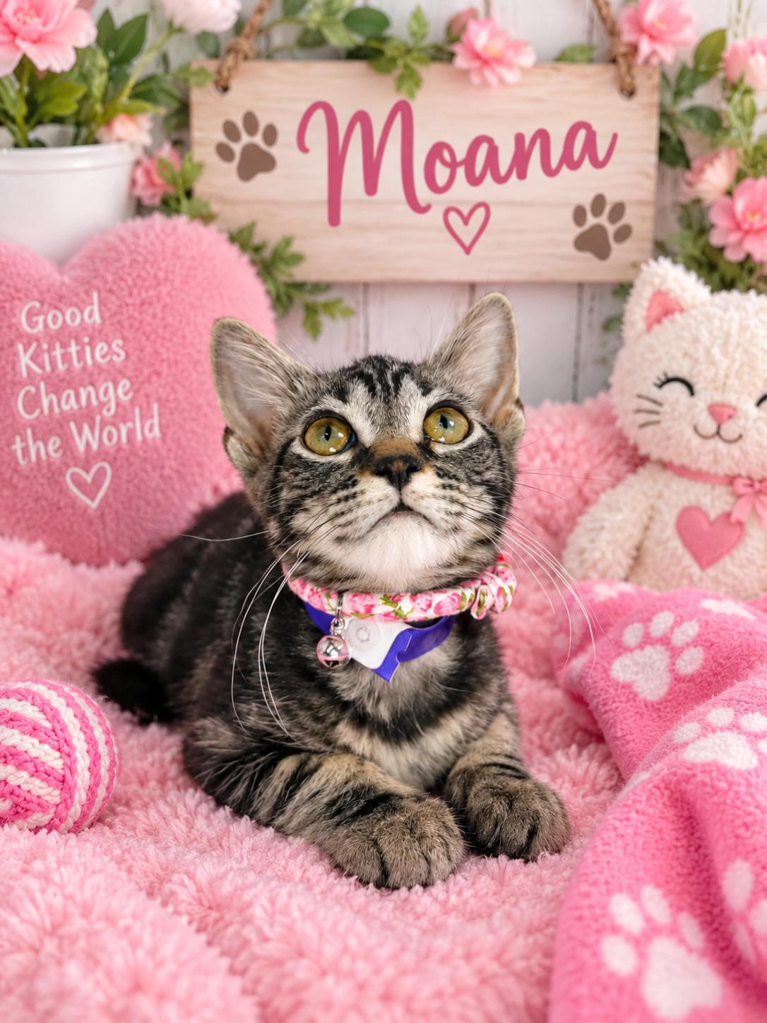 Moana, Adoptable, Kitten Female Tabby.