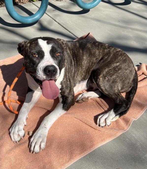 Enlarge GRIS, a Adoptable Staffordshire Bull Terrier in Chatsworth, CA image 1/1