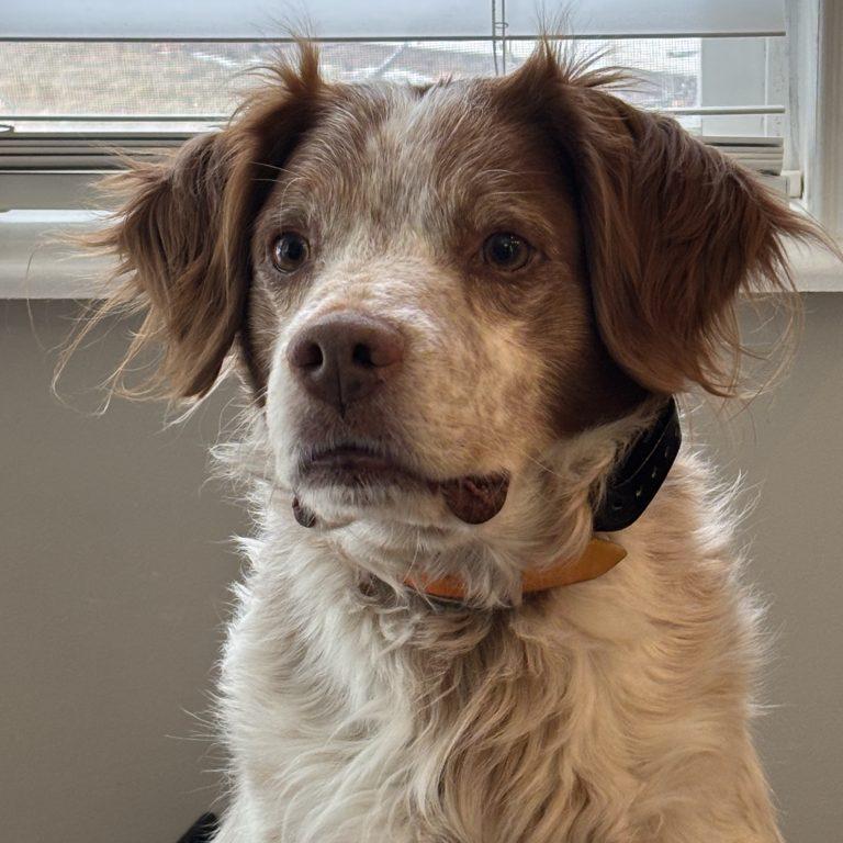 FINN   #20040751   UT, Adopted, Adult Male Brittany Spaniel.