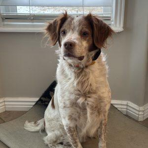 Enlarge FINN   #20040751   UT, a Adopted Brittany Spaniel in Salt Lake City, UT image 2/2