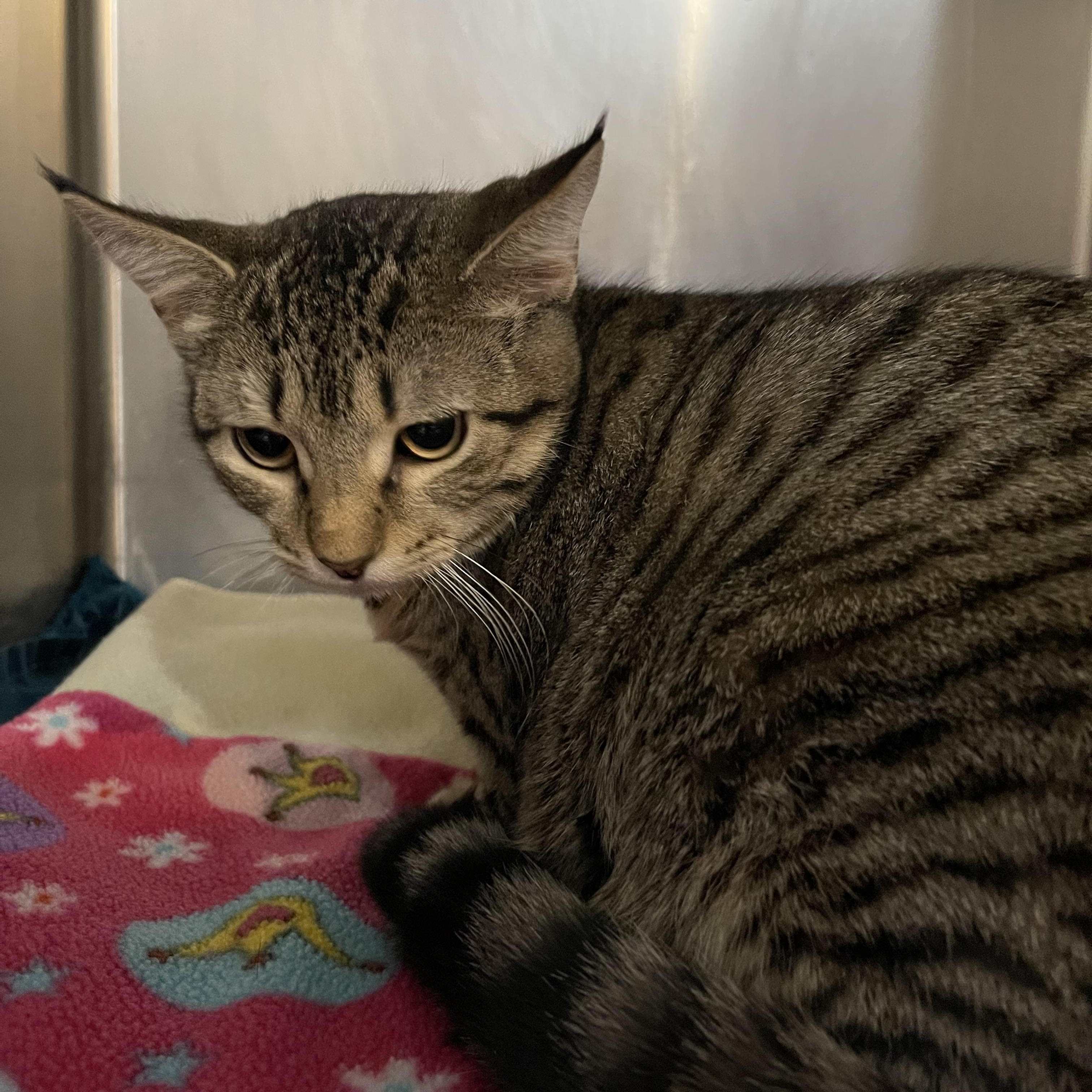 Enlarge Cherrio, a ADOPTABLE Domestic Short Hair in North Kansas City, MO image 1/2