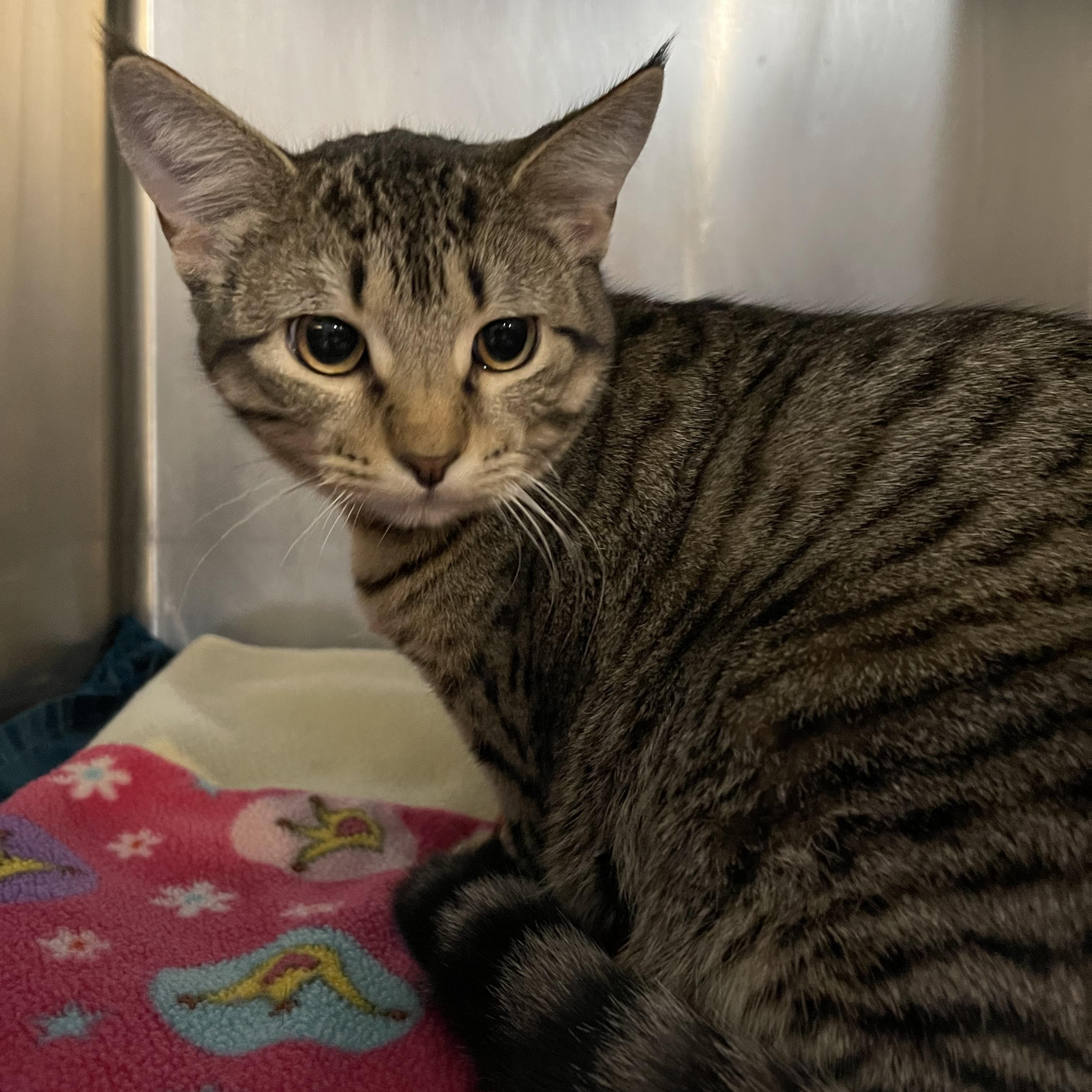 Enlarge Cherrio, a ADOPTABLE Domestic Short Hair in North Kansas City, MO image 2/2